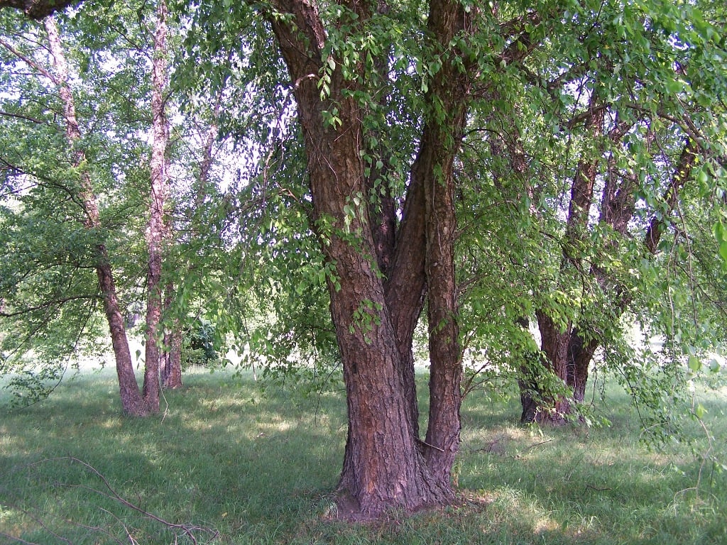 Betula nigra river birch CC