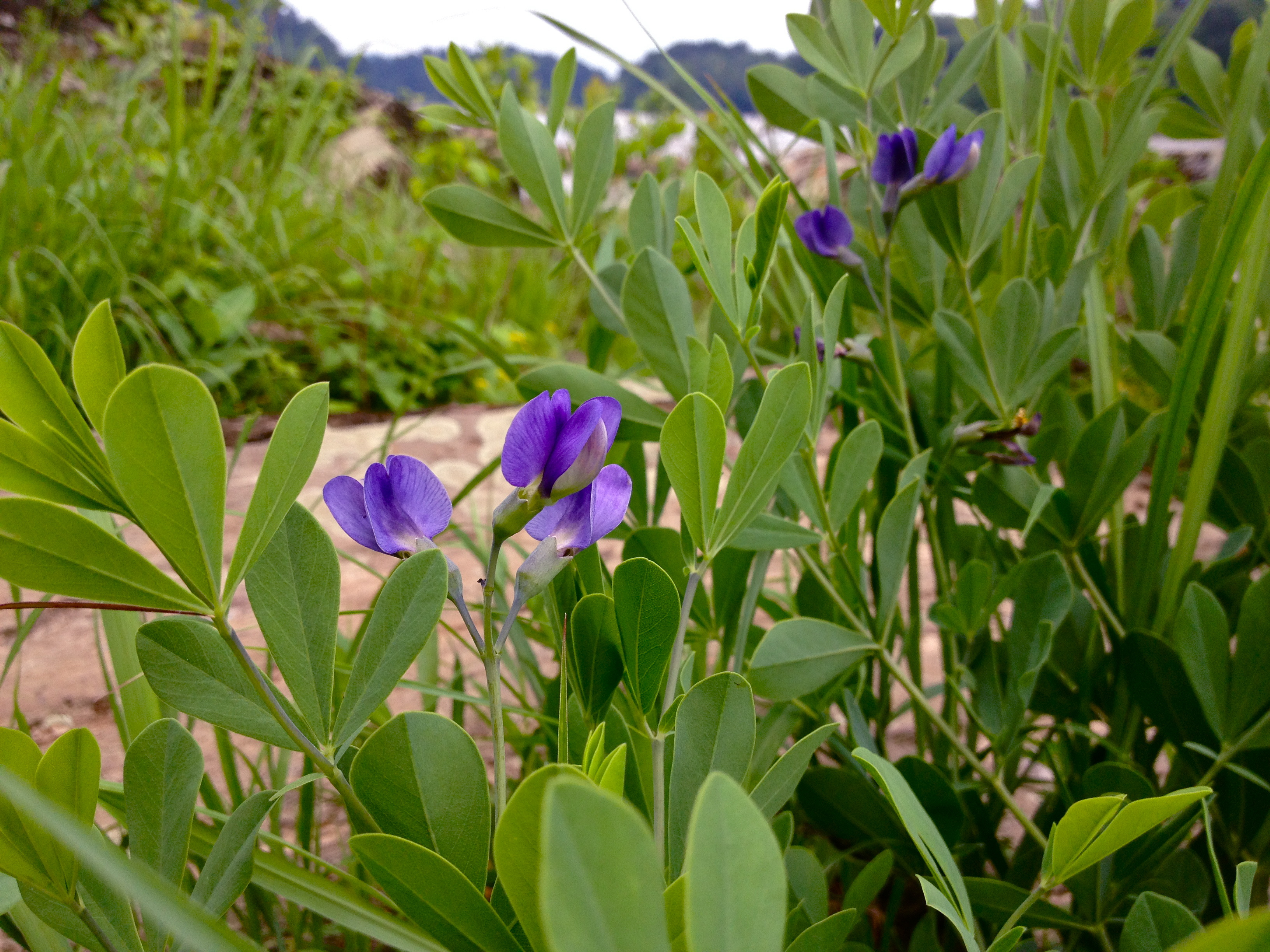 Blue False Indigo (Baptisia australis) CC