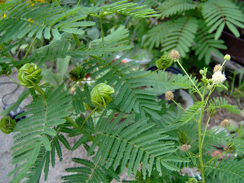 Bundleflower (Desmanthus illinoensis) CC