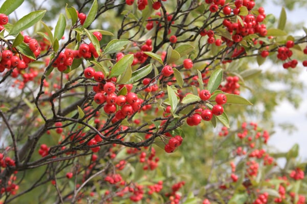 red chokeberry aronia arbutifolia CC