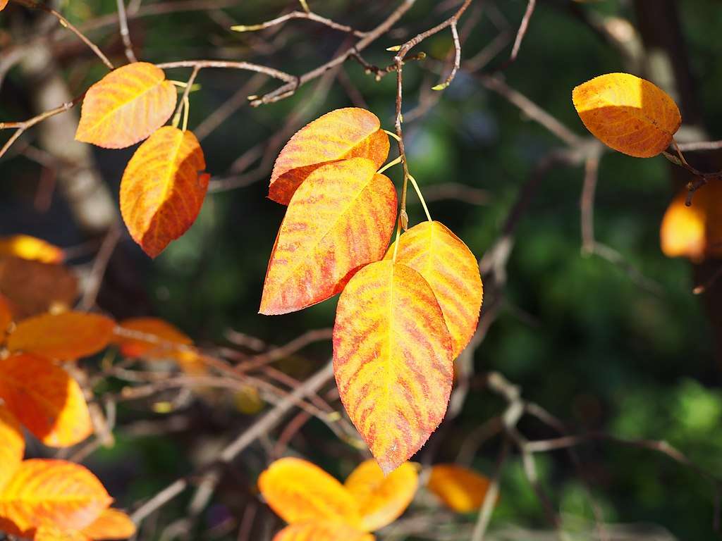 Serviceberry tree leaves