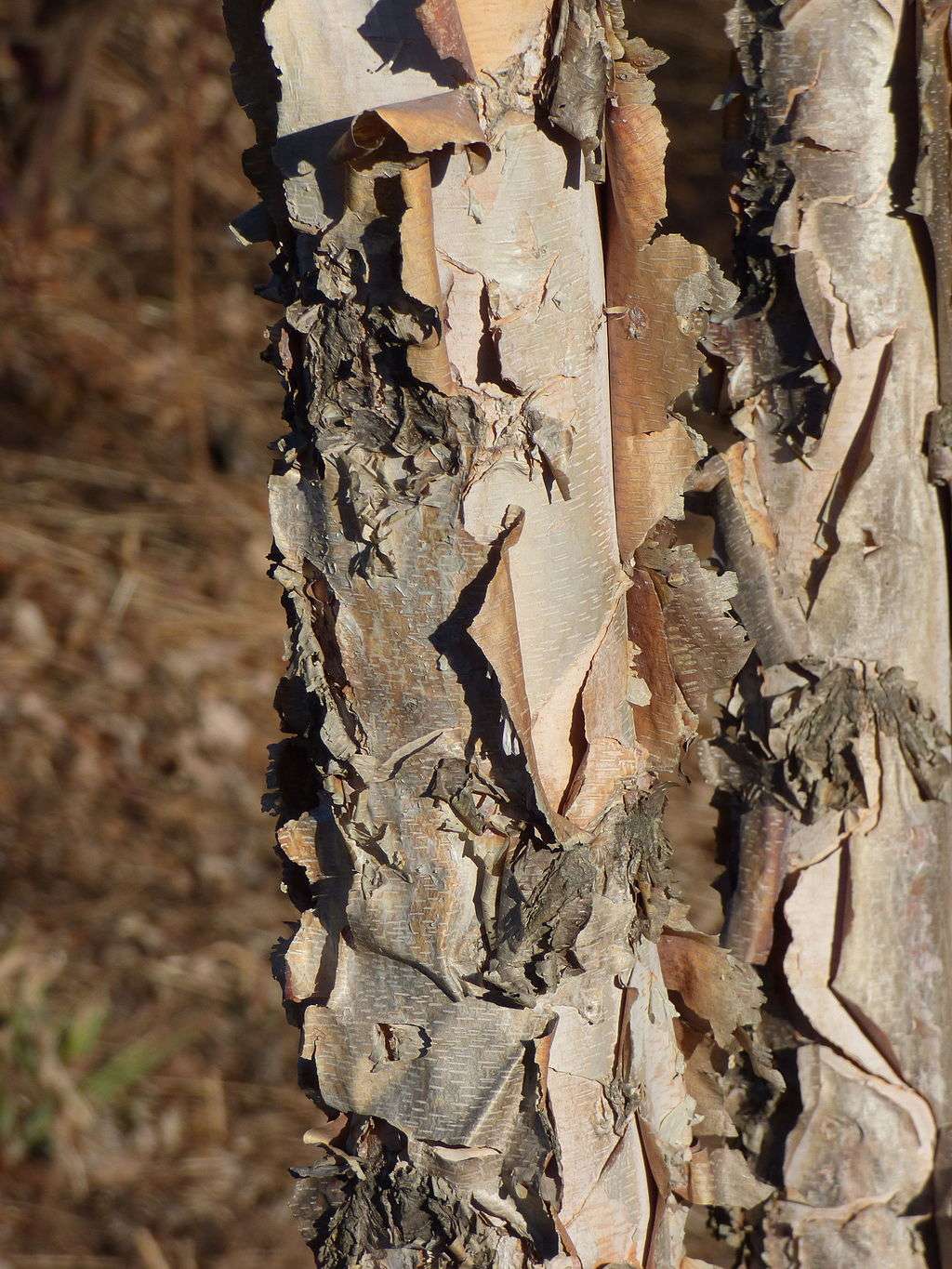 river birch tree close up on bark