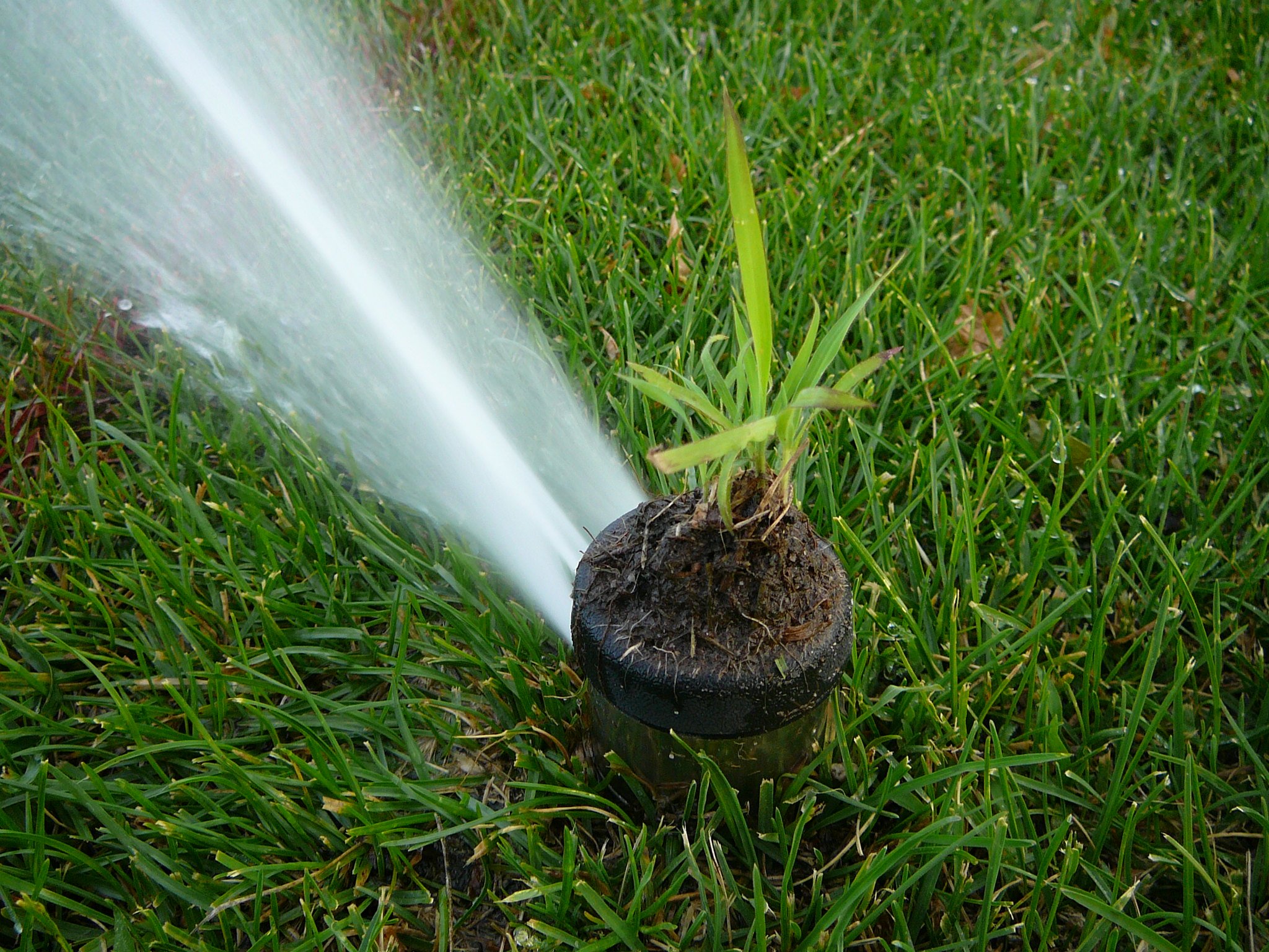 lawn sprinkler head in grass CC