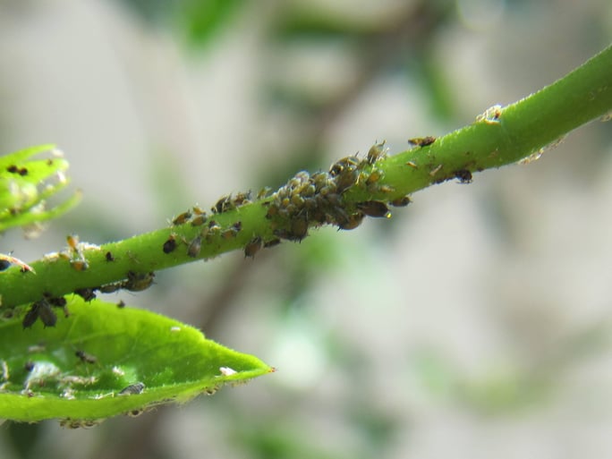 Aphids-on-a-Plant-CC-_1_