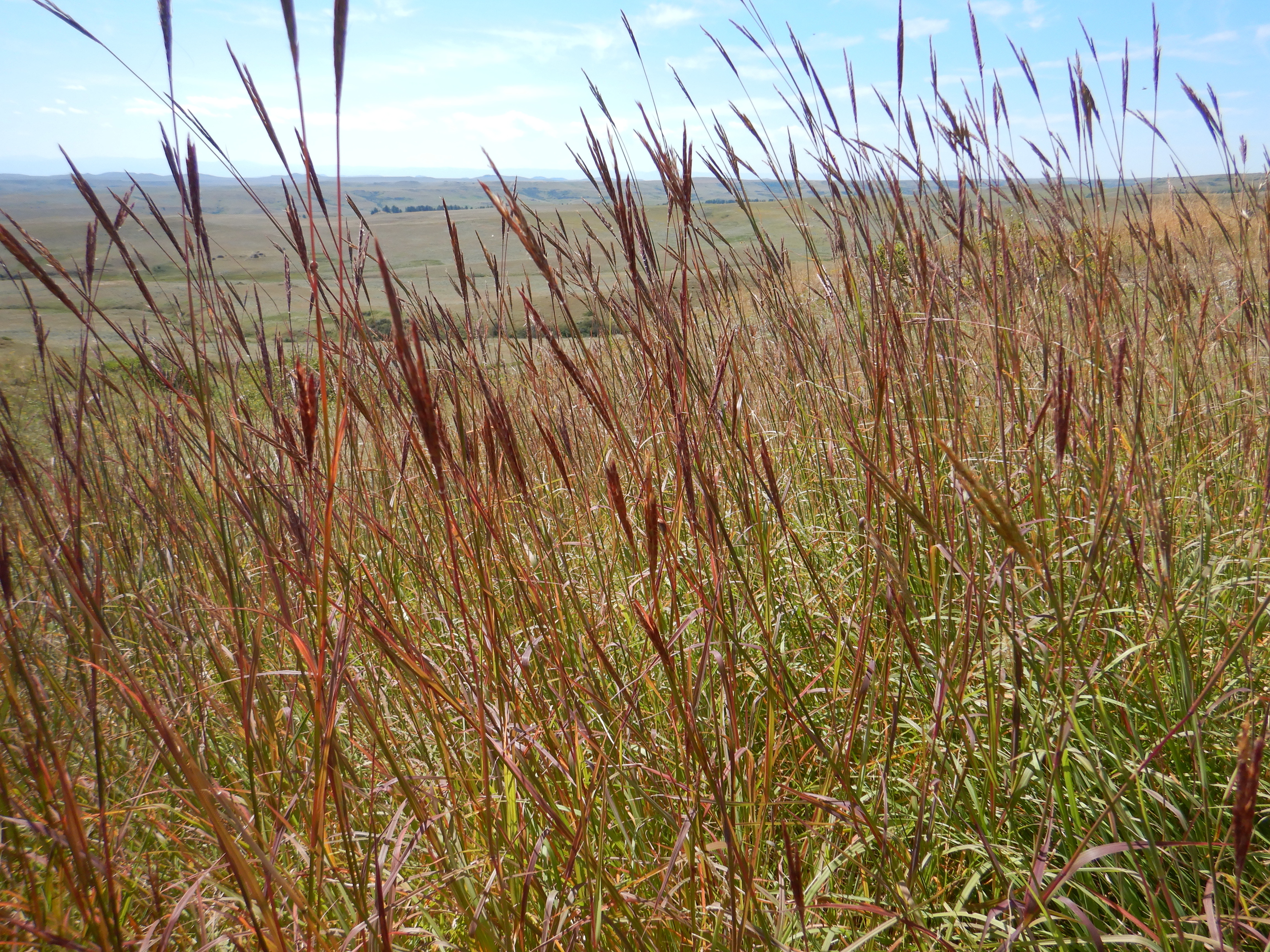 Big Bluestem (Andropogon gerardii) CC