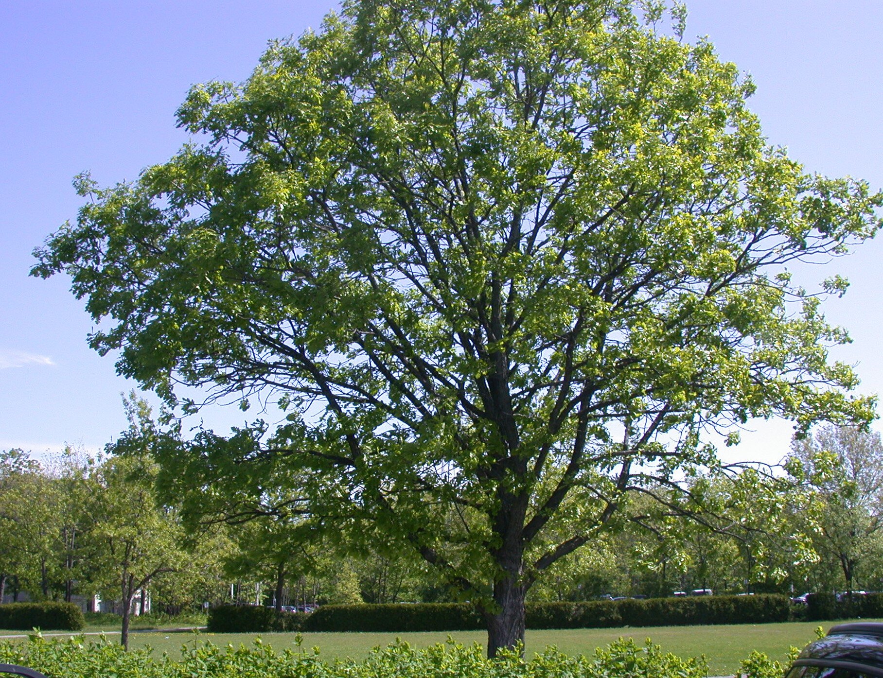 Bur Oak (Quercus macrocarpa) CC