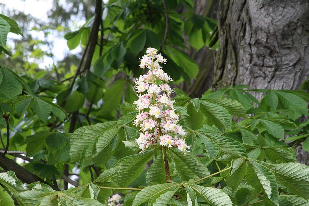 horse chestnut tree with flower