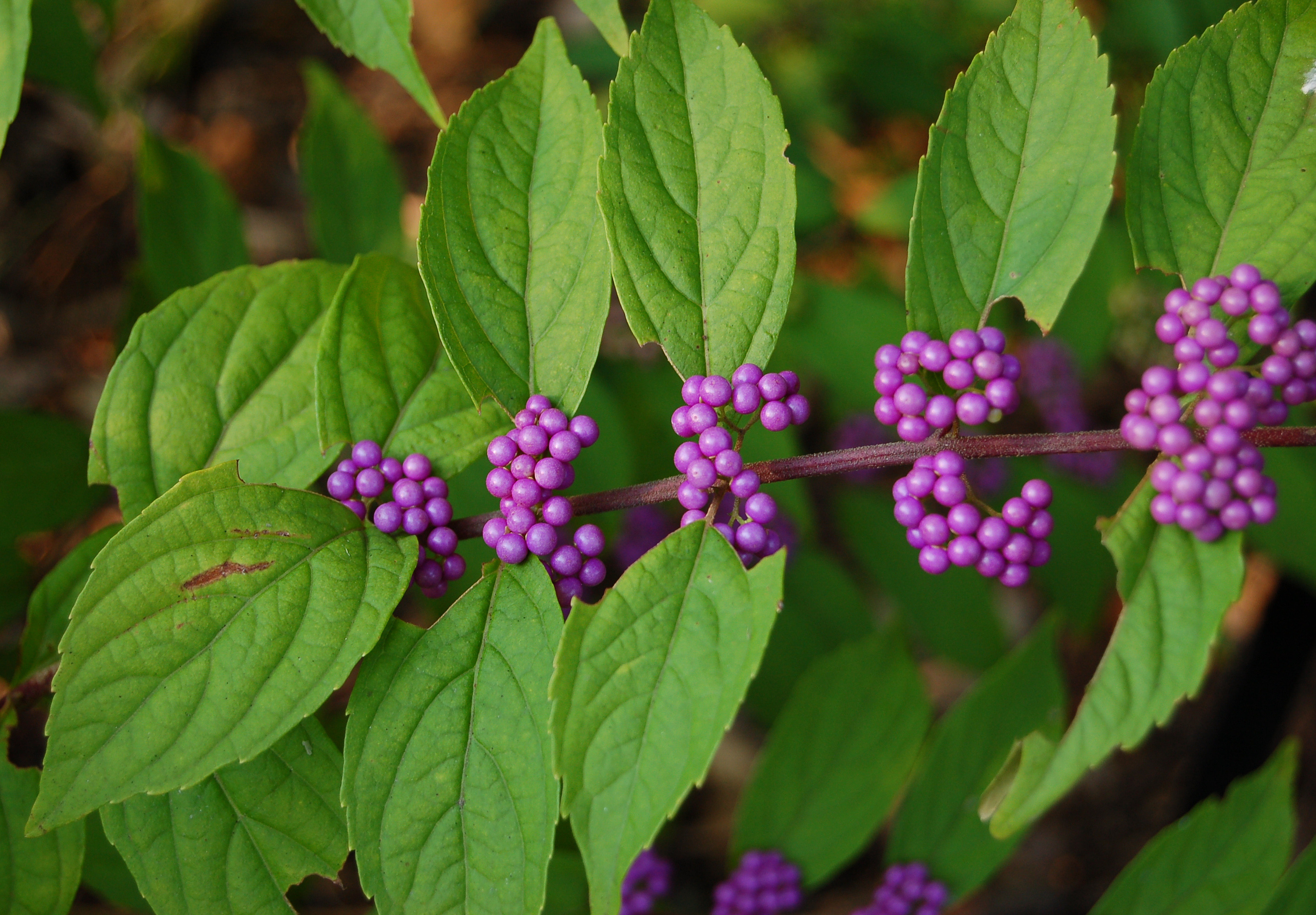 Callicarpa americana (american beautyberry) CC