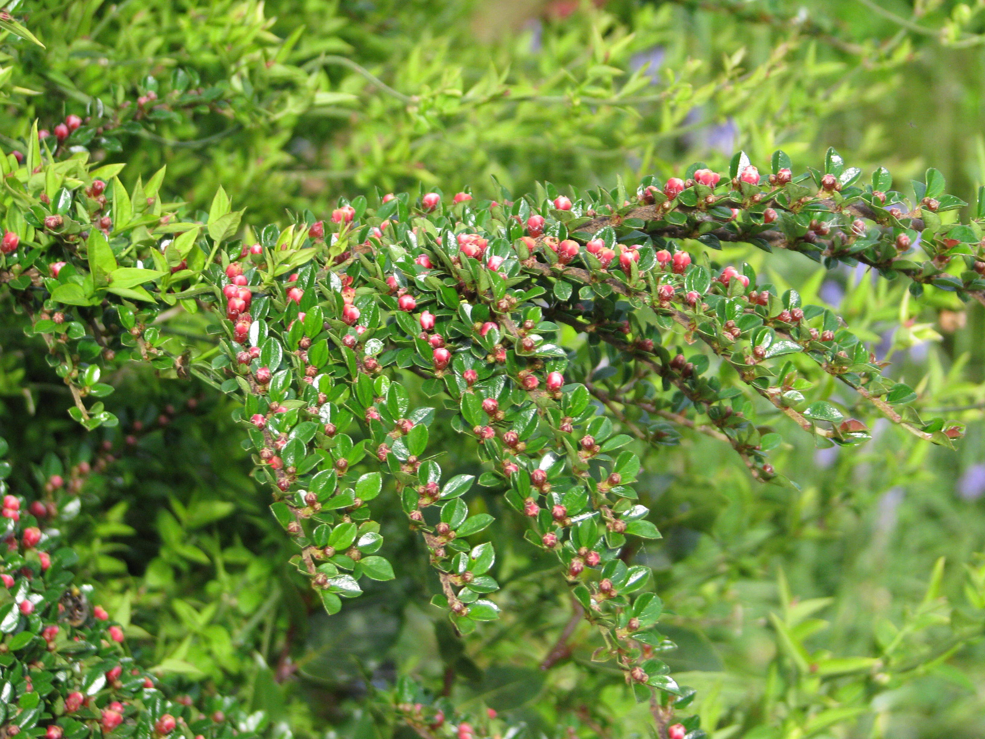 Cotoneaster horizontalis CC