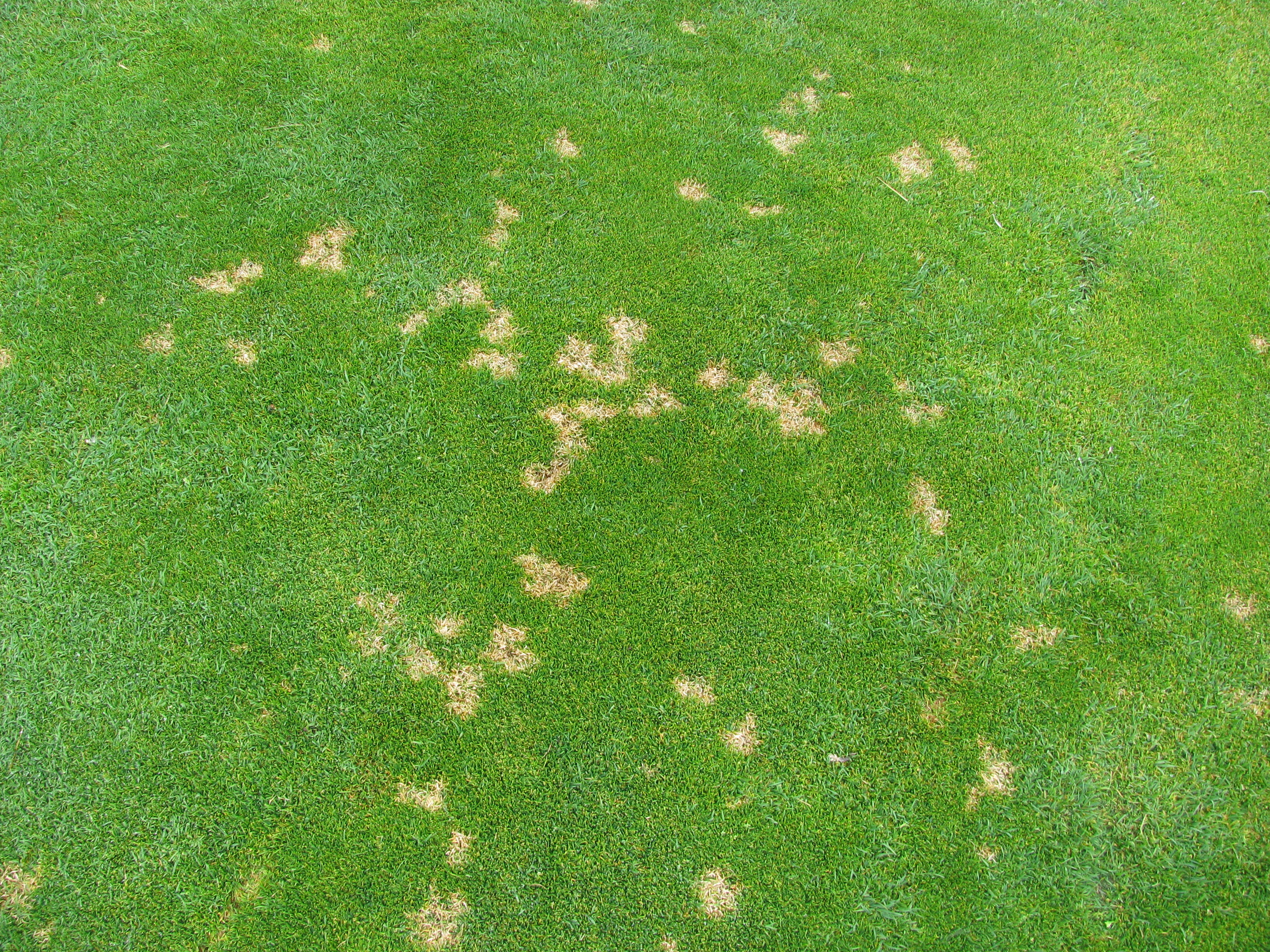 Dollar Spot (sclerotinia homoeocarpa) CC