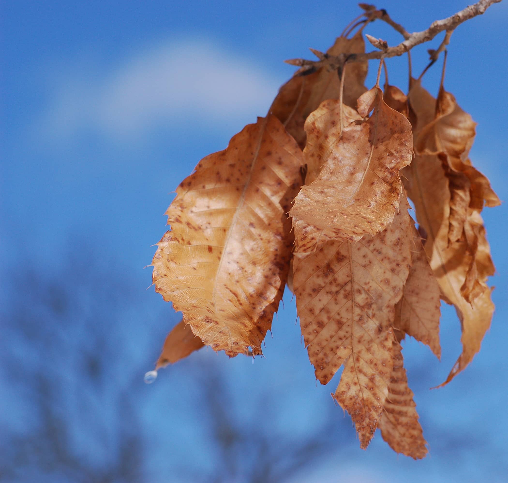 Dry Brown Leaves on Sawtooth Oak (CC)