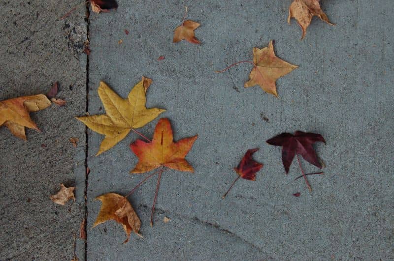 Dry Brown Leaves on Sidewalk (CC)