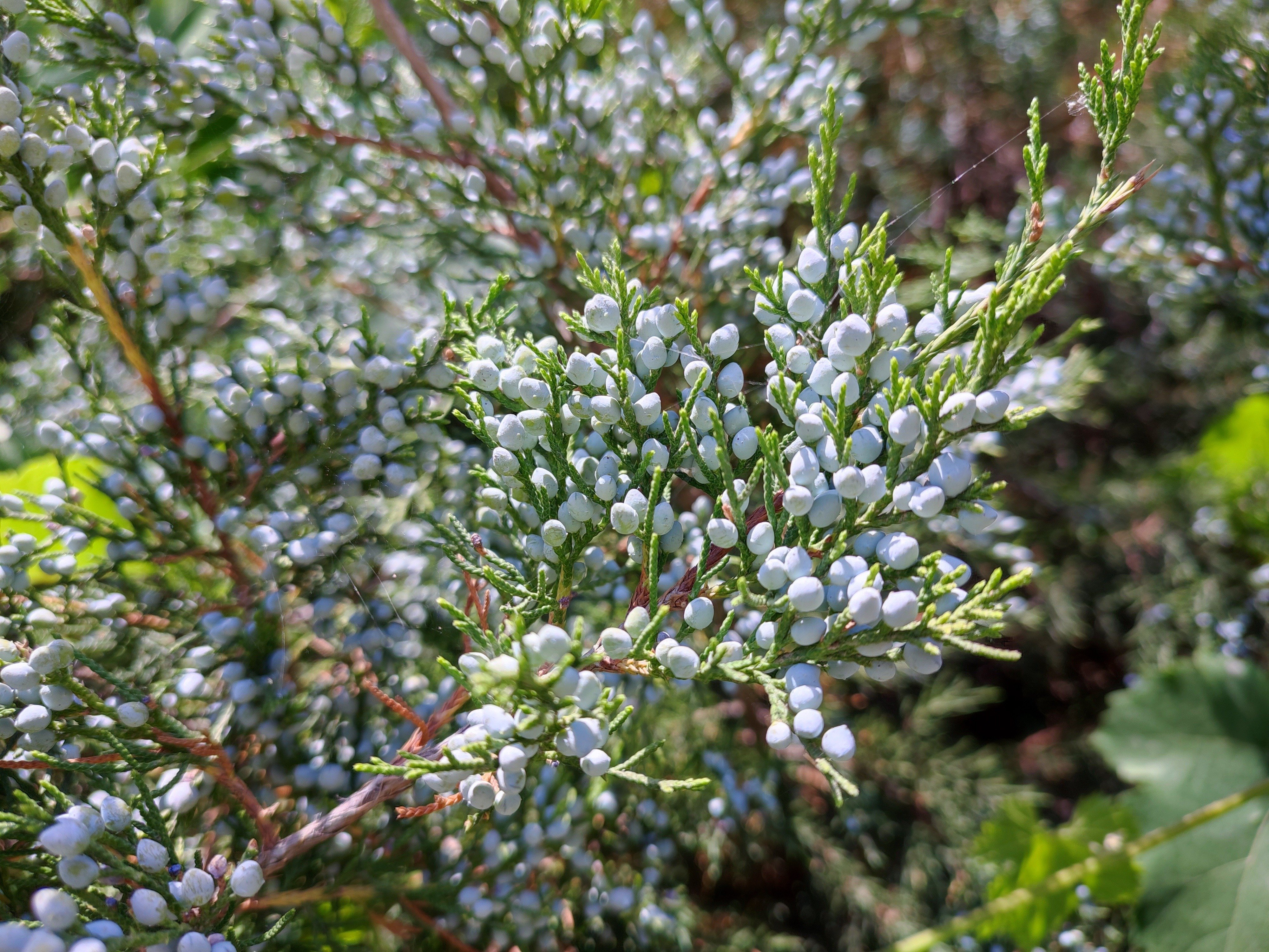 Eastern Redcedar (Juniperus virginiana) CC