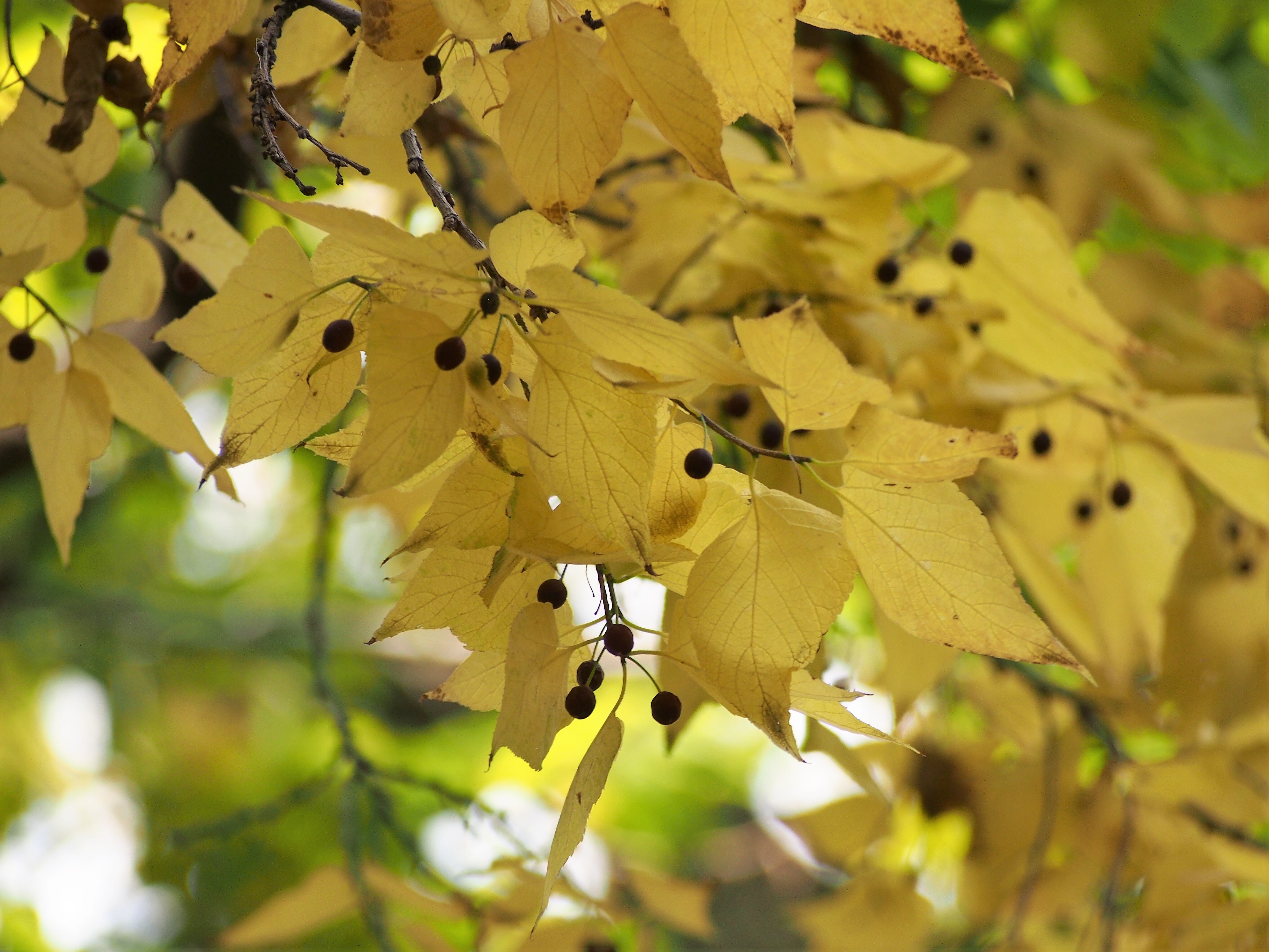 Hackberry (Celtis occidentalis) CC