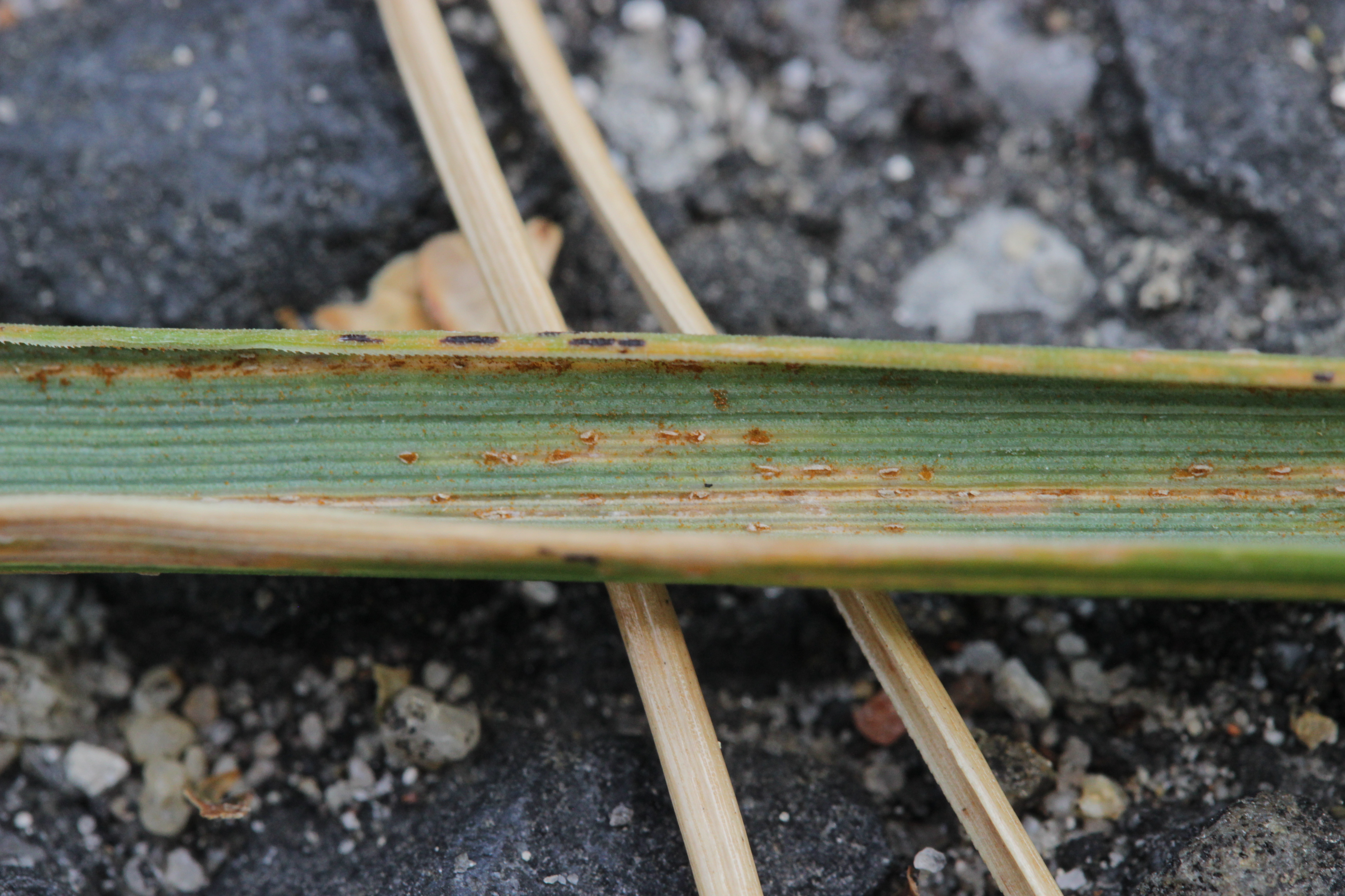 Lawn Rust (puccinia) CC