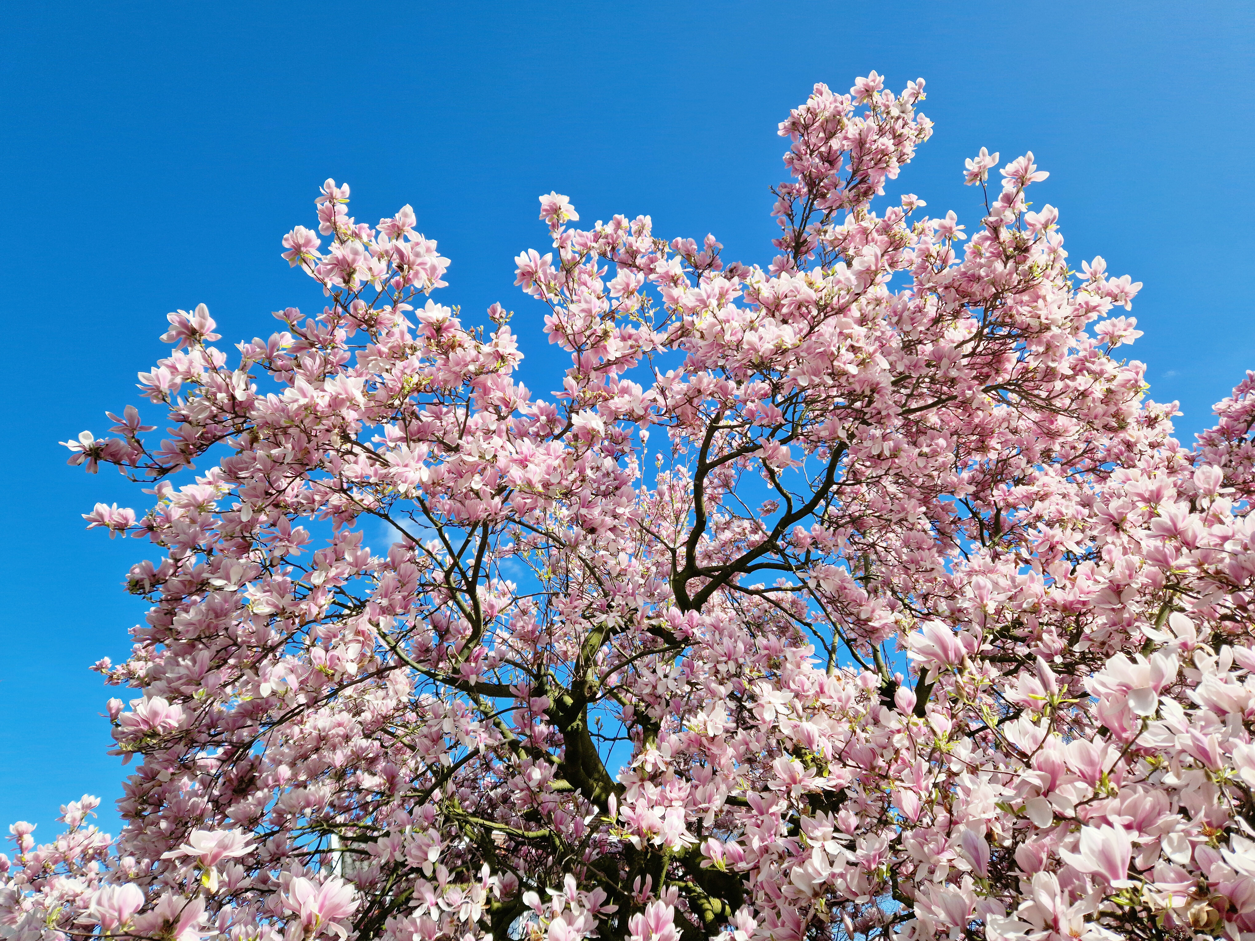 Magnolia liliiflora (CC)