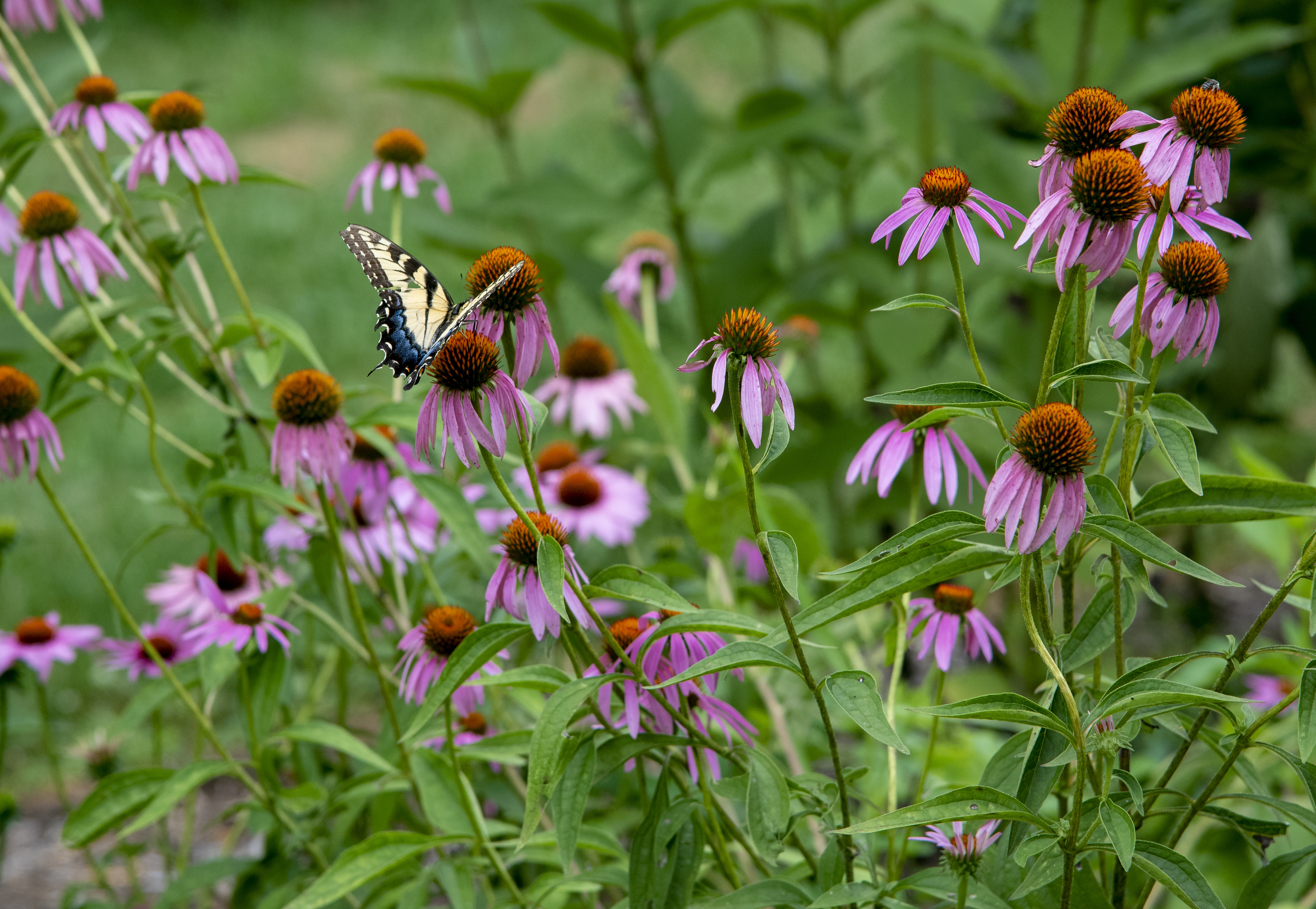 Purple Coneflower (Echinacea purpurea) CC