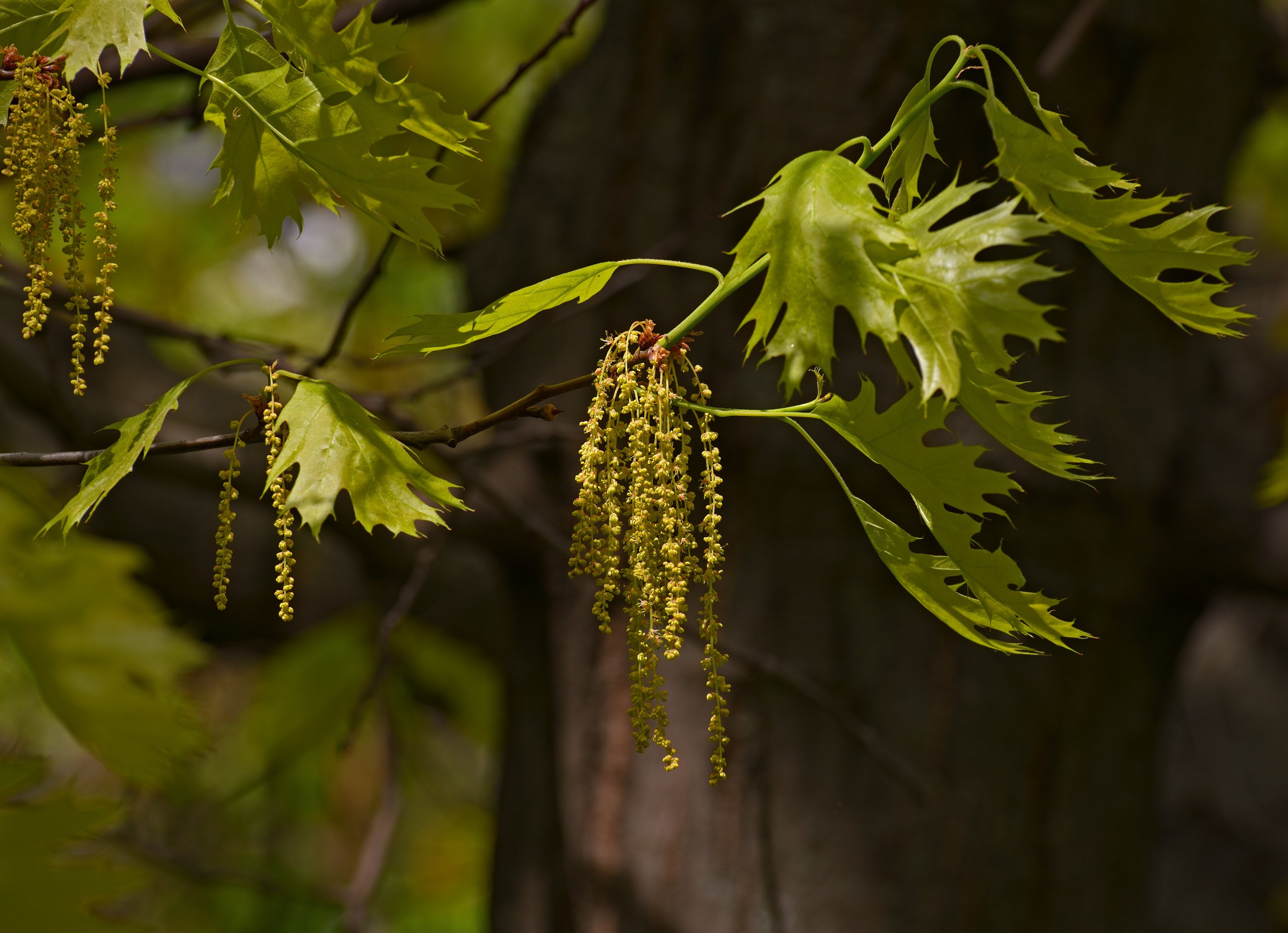 Red Oak (Quercus rubra) CC