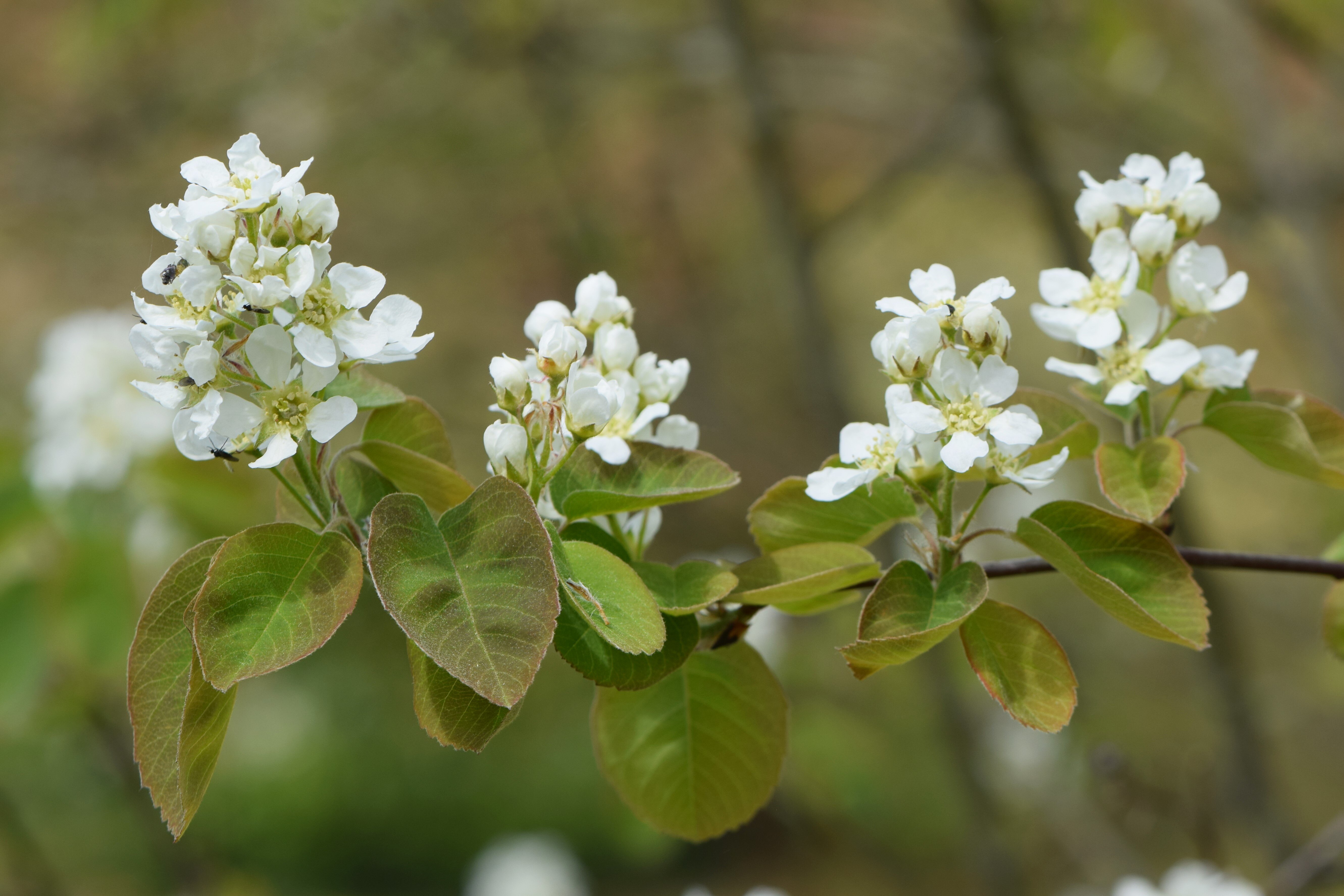 Serviceberry (Amalanchier) CC