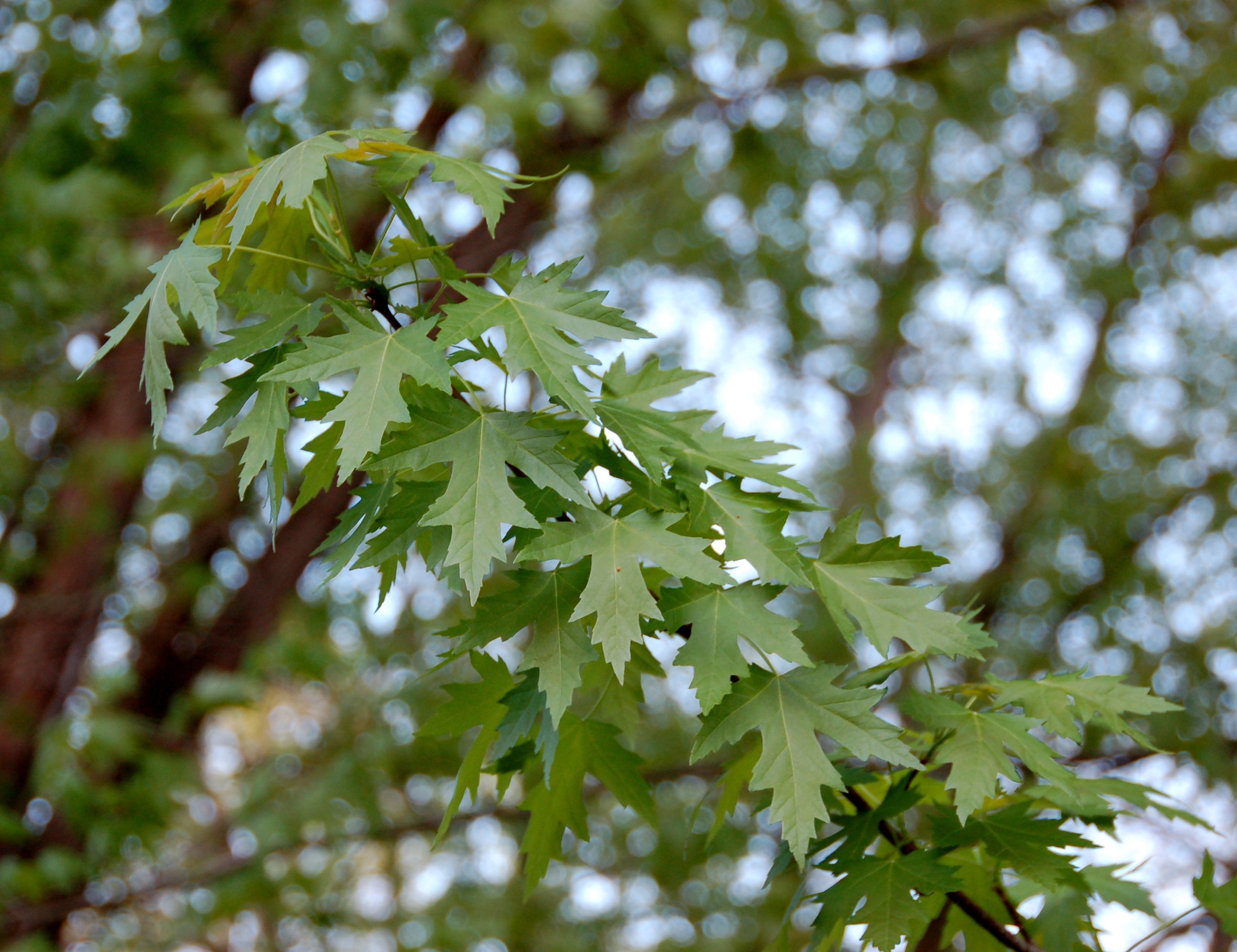 Silver Maple (Acer saccharinum) CC