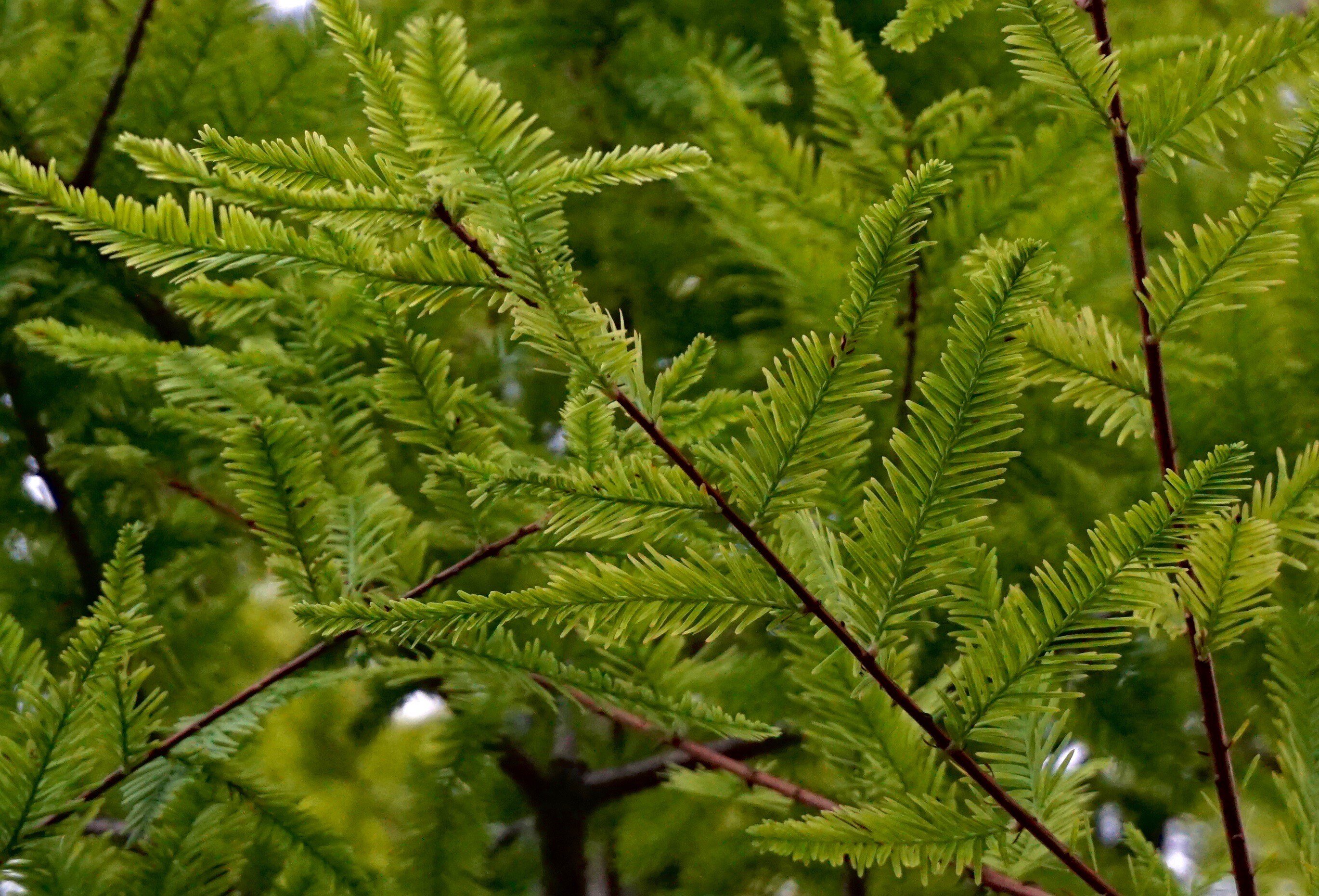 Taxodium Distichum (Bald Cypress) CC