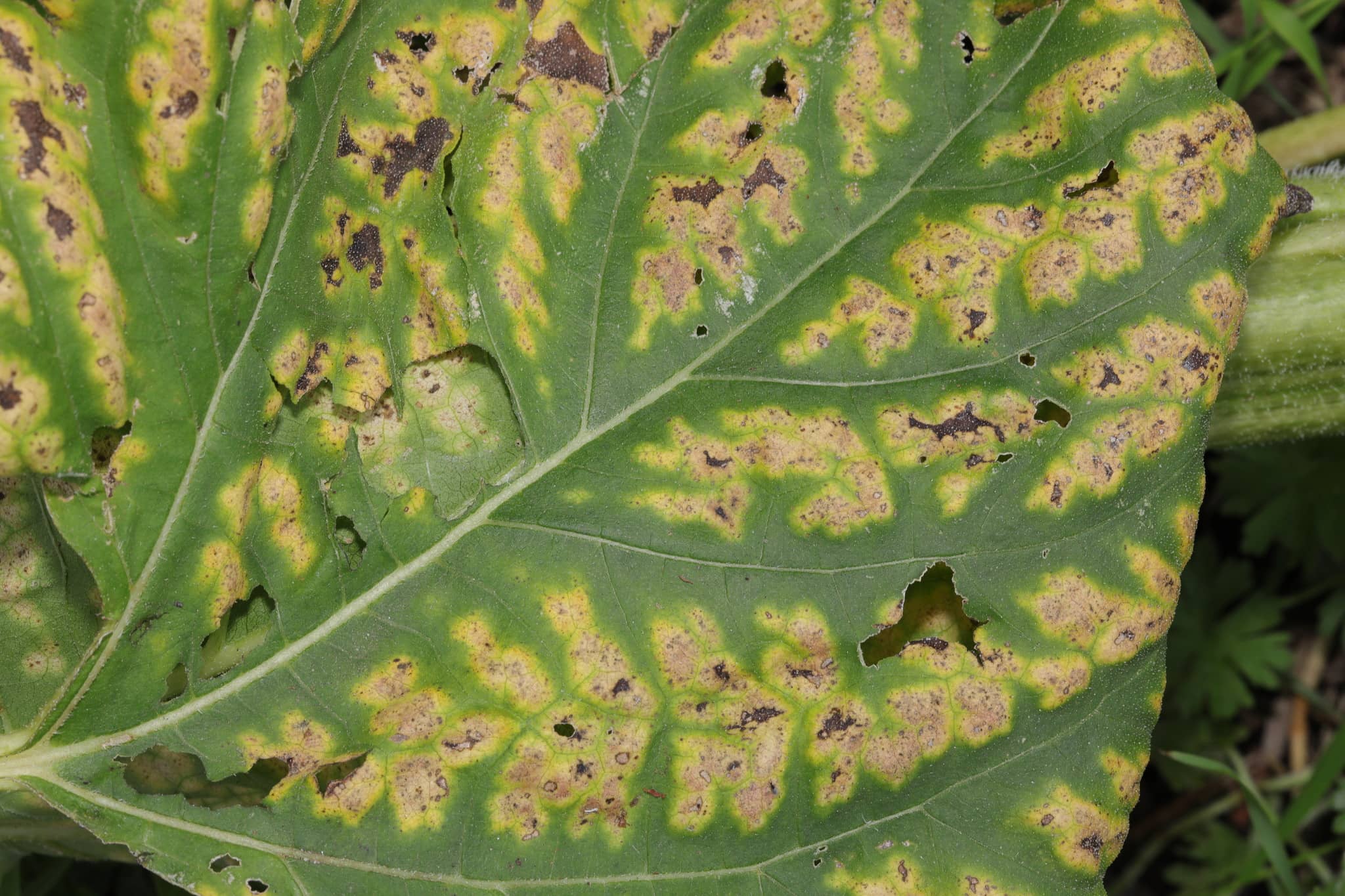 Verticillium Wilt Disease on Tree Leaf CC