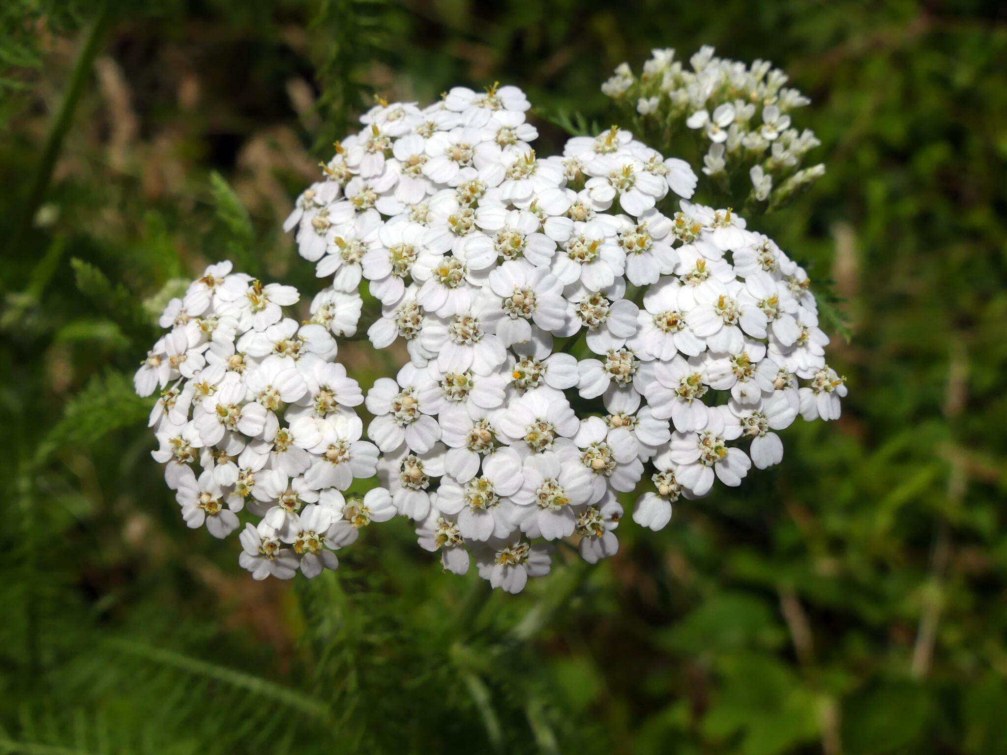 Yarrow - Achillea millefolium CC