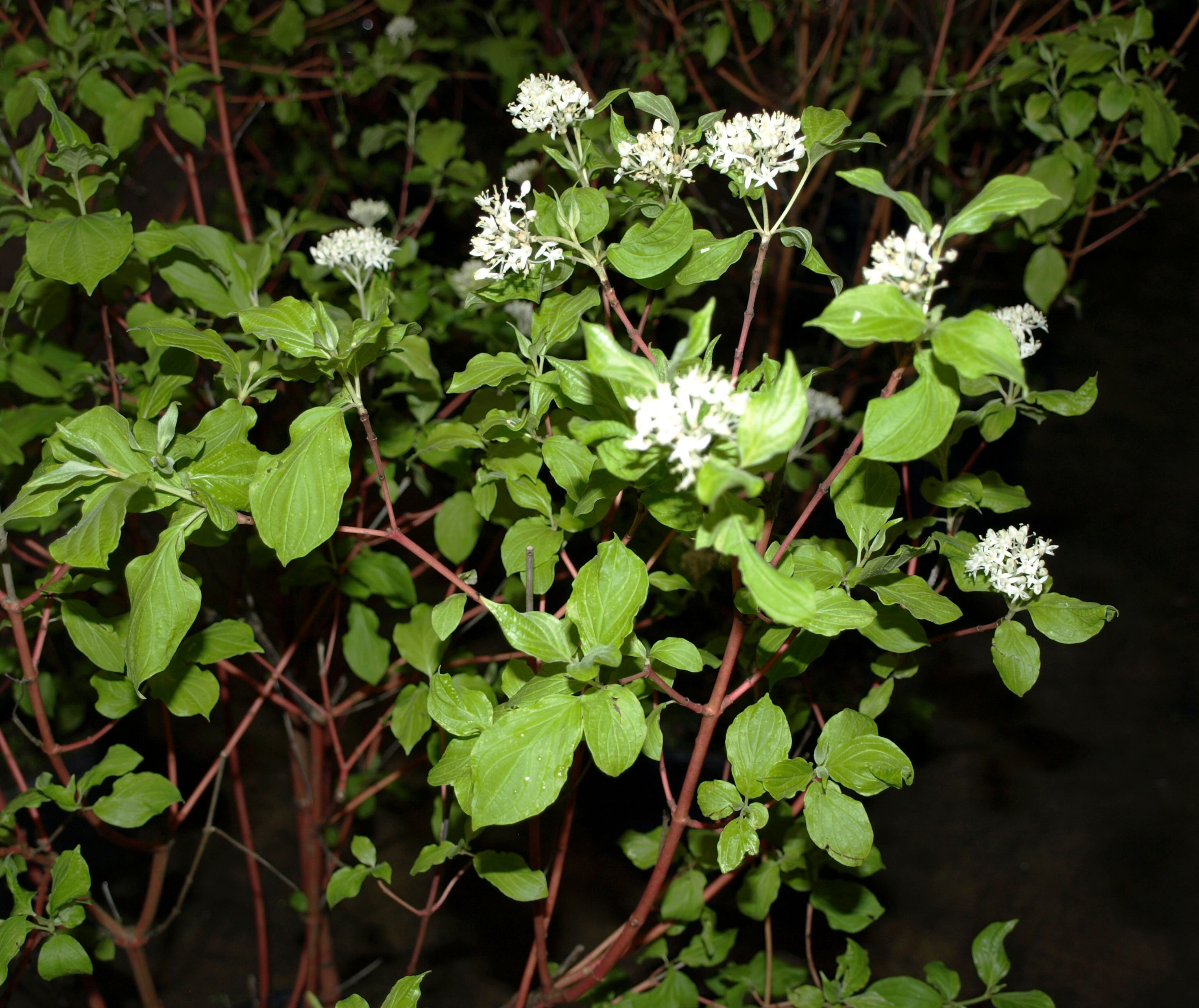 red twig dogwood (CC)