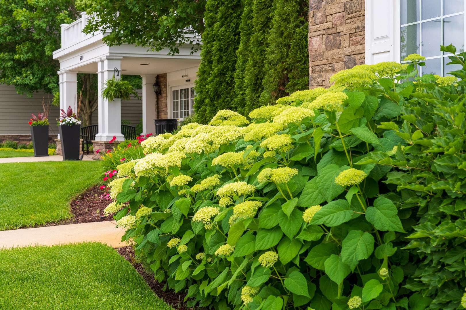 commercial HOA hydrangea lawn planting beds