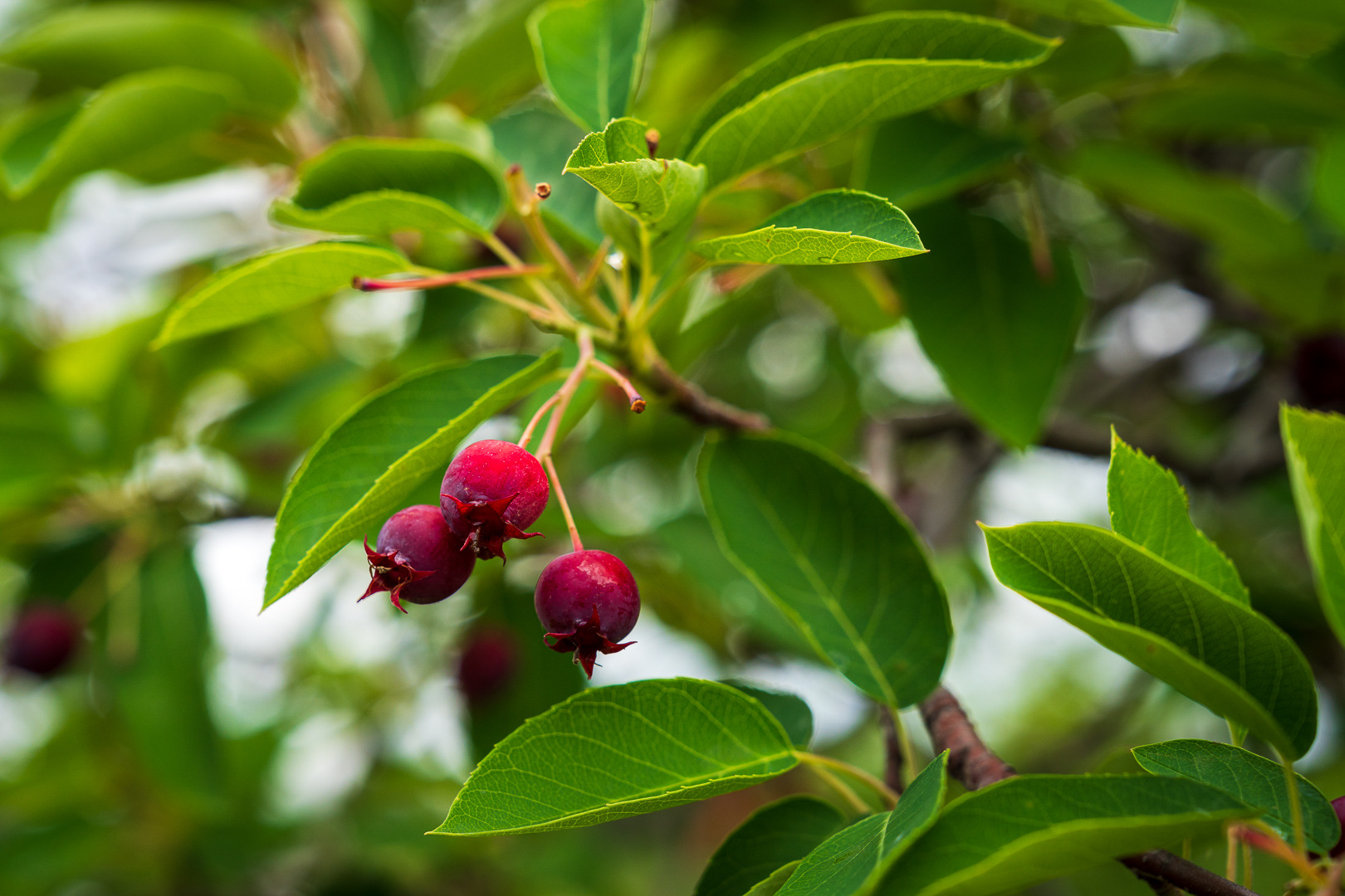 commercial HOA planting shrub flowers