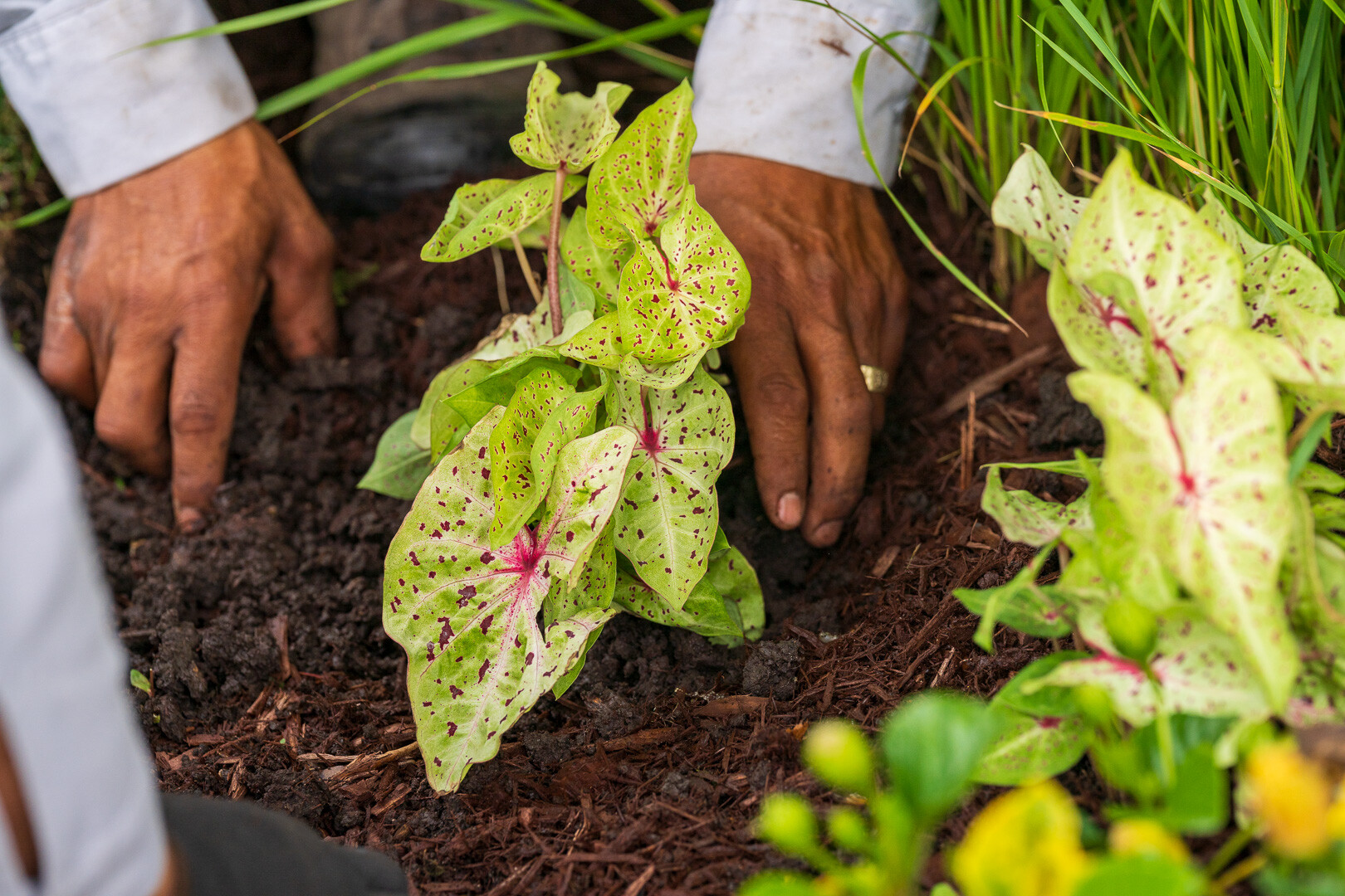 commercial crew planting annuals flower installation 4