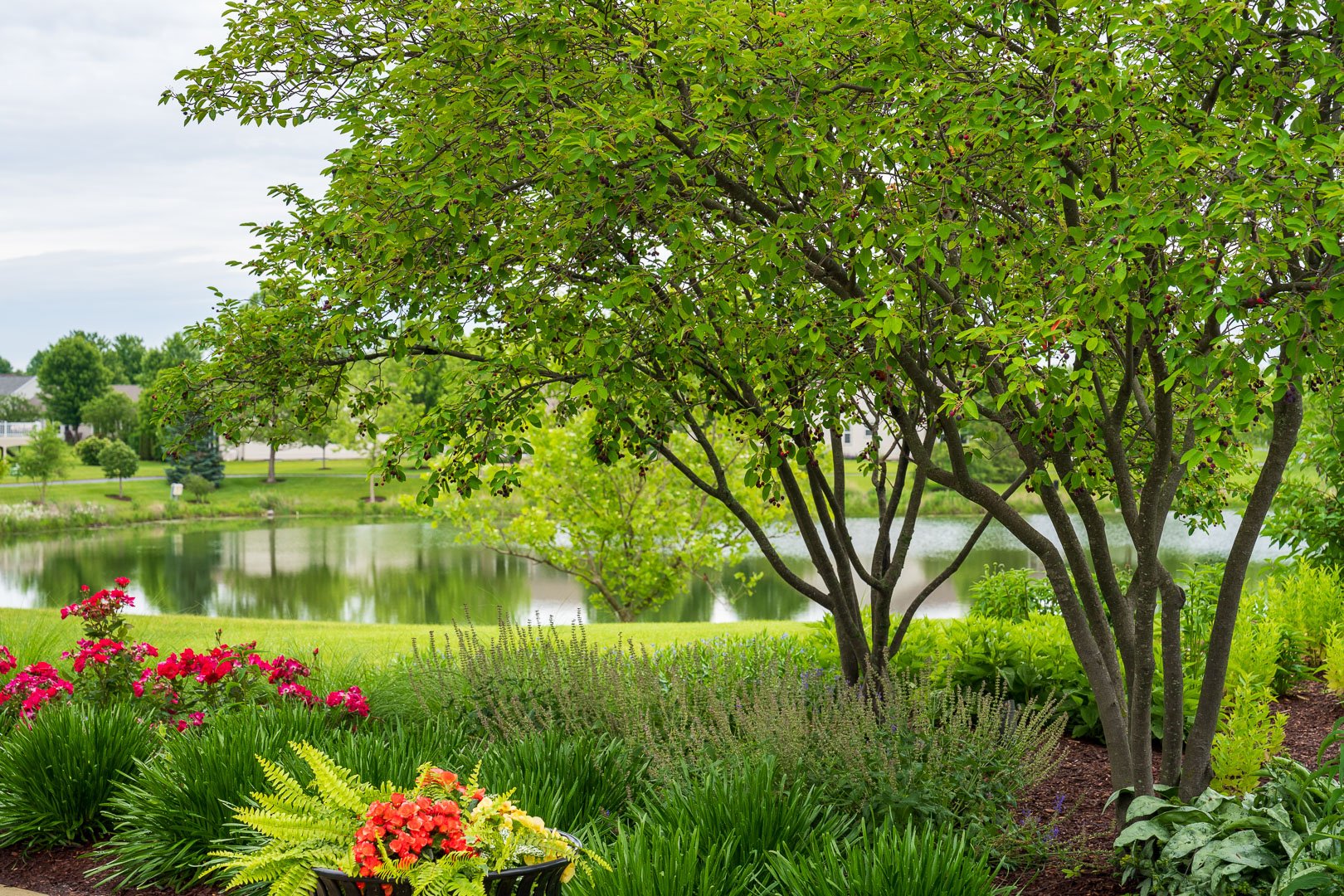 commercial planting bed nice annuals perennials shrubs and shade trees