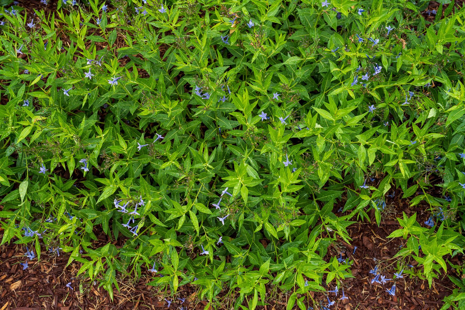 commercial planting bed perennials