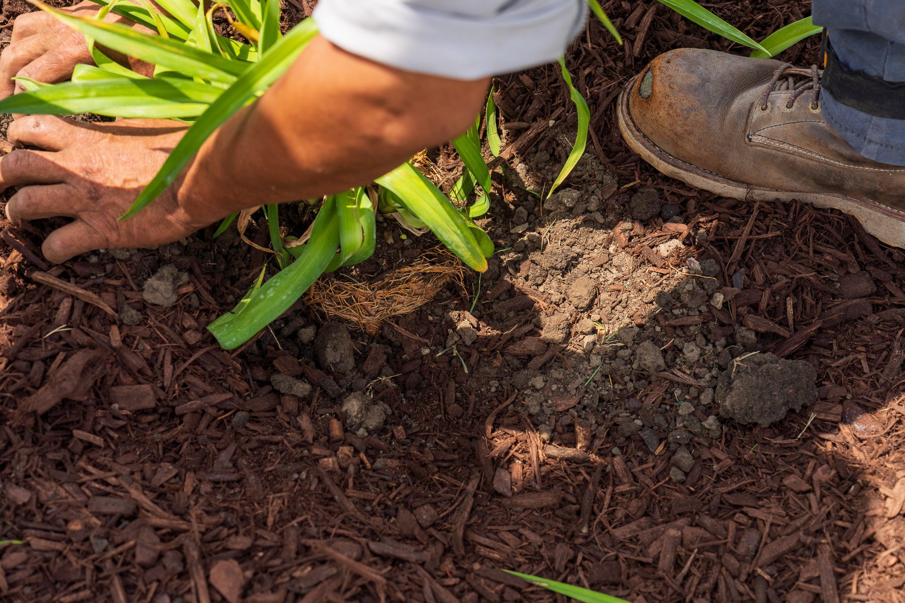 crew team planting at commercial entrance bed sign mulch 12