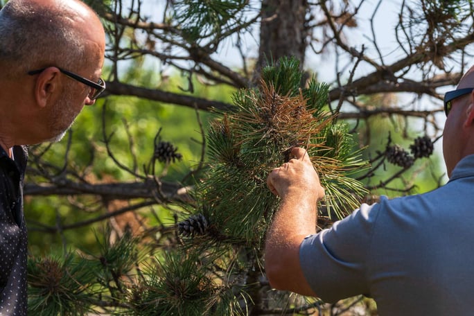 commercial property manager and landscape account manager inspecting a pine tree for damage