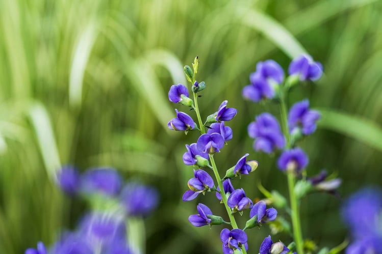 landscape planting bed perennial close up