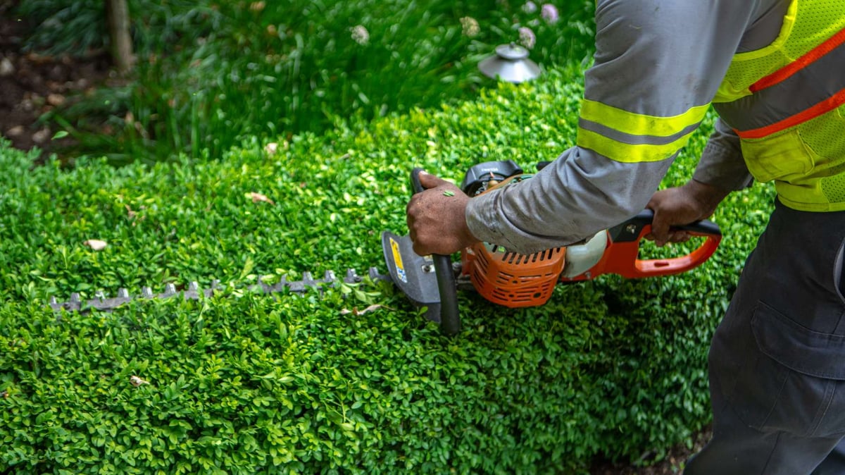landscape team uses hedge trimmer to cut boxwood