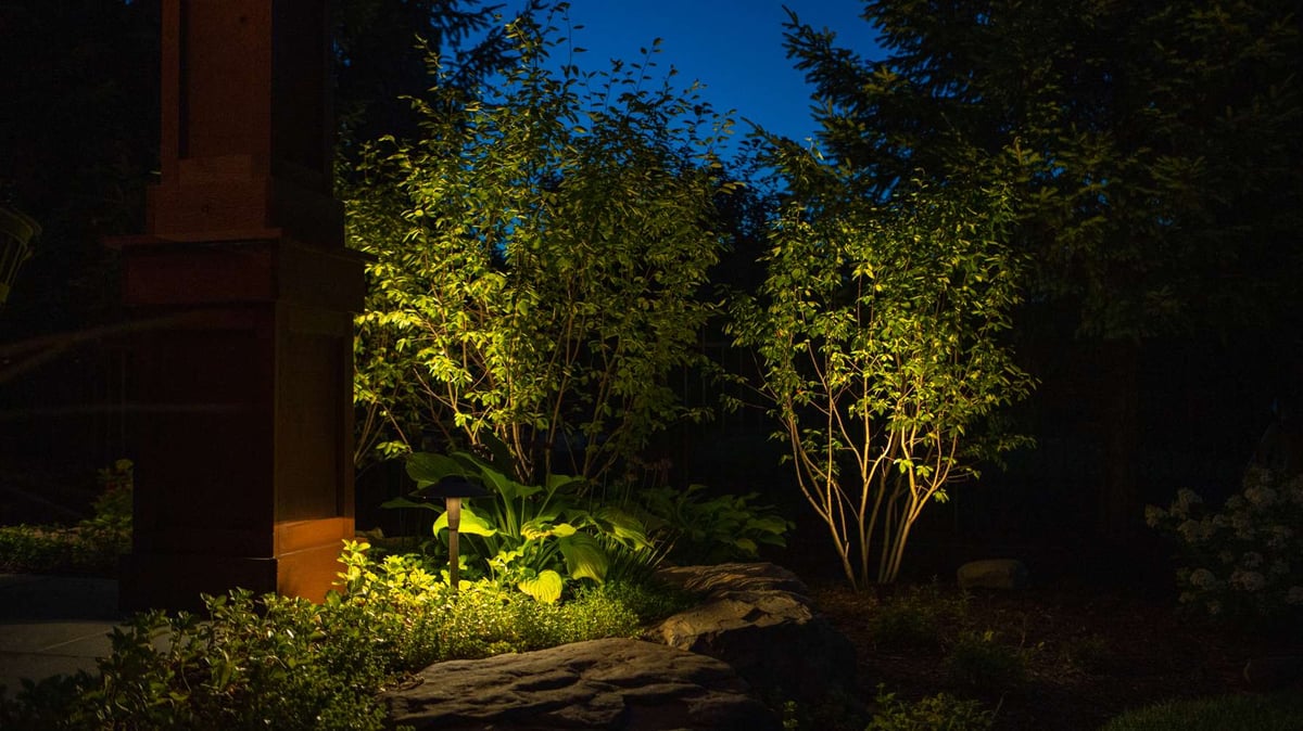 trees lit with landscape lighting