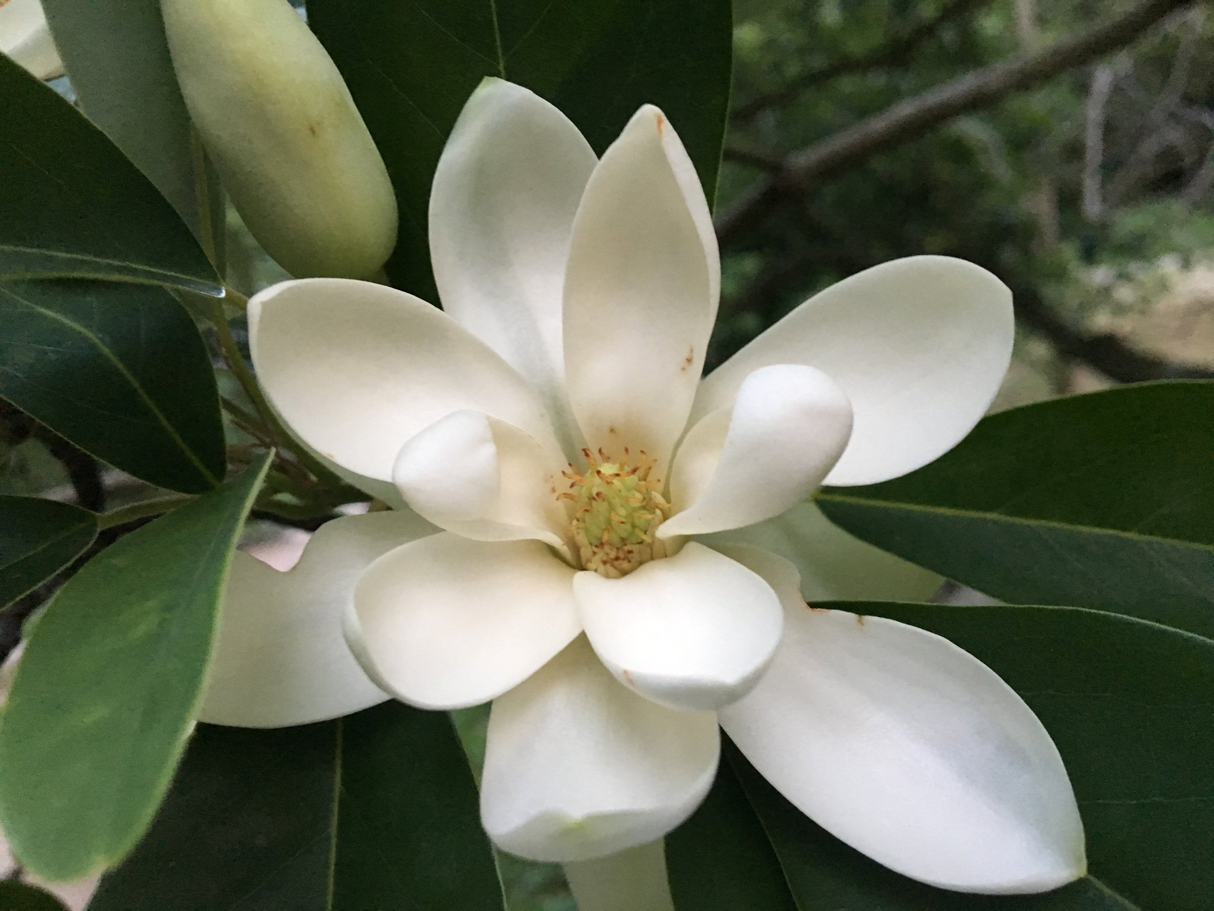 Sweet Bay Magnolia (Magnolia viriginiana) CC