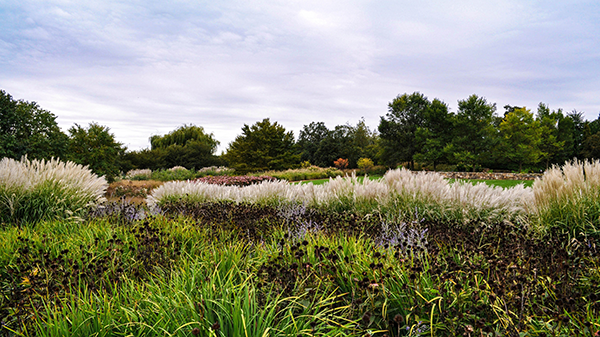 commercial landscaping planting bed with ornamental grasses perennials and trees in rain garden