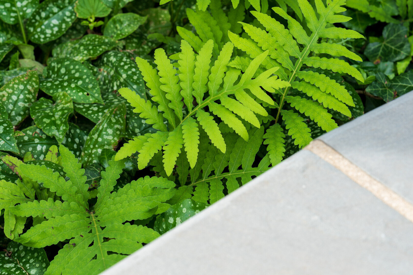 closeup of ferns and shade groundcover near sitting wall cap