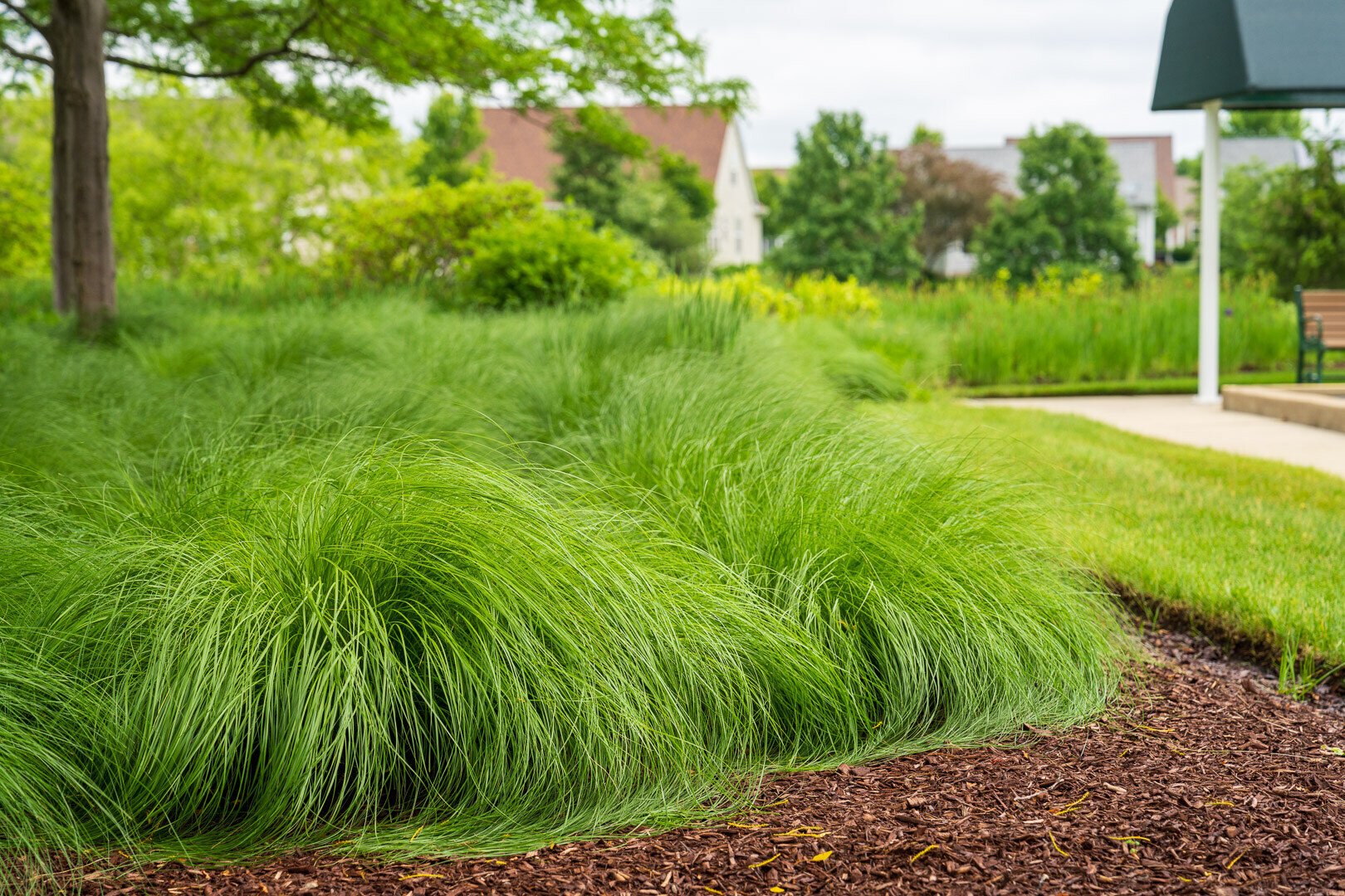 planting bed with perennial ornamental grasses