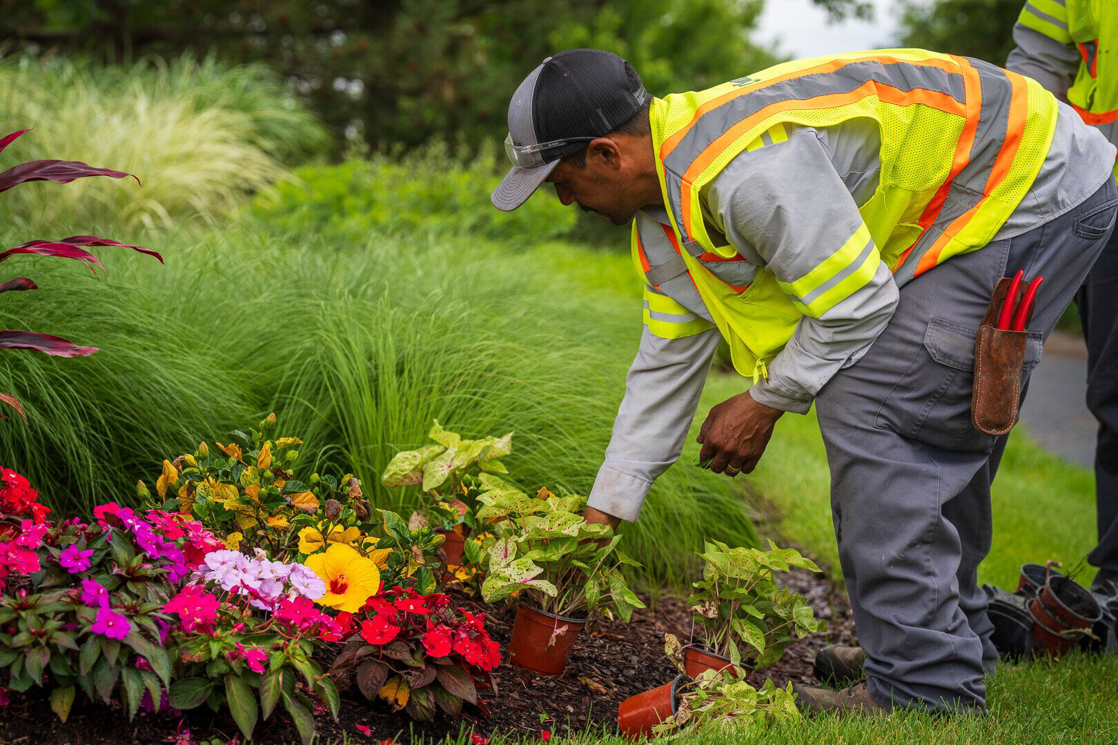 commercial crew planting annual flowers in a planting bed