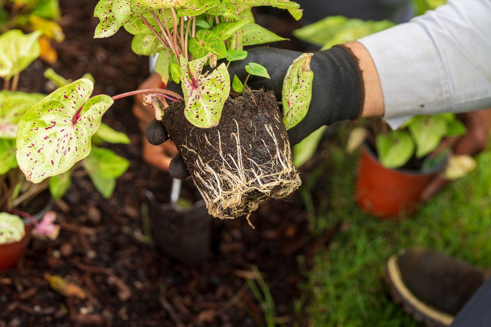 commercial crew planting annuals flower installation 9