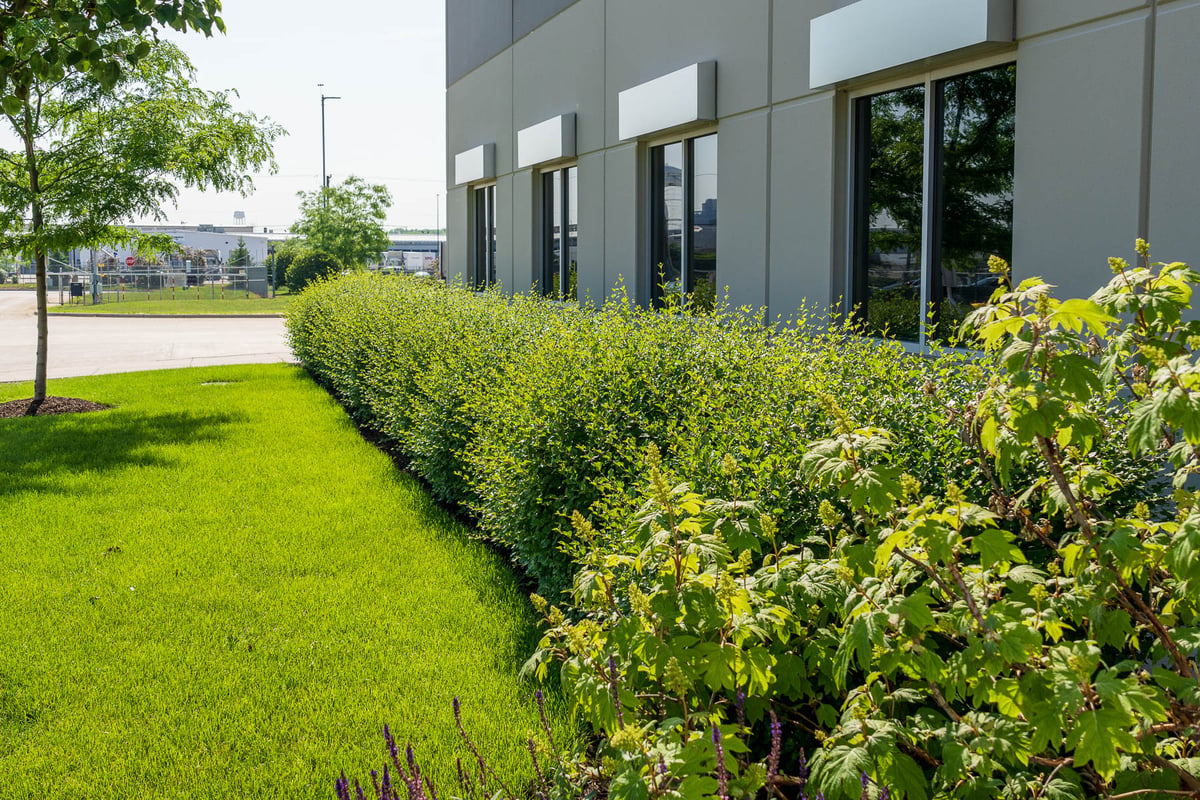 landscape bed with shrubs at commercial property