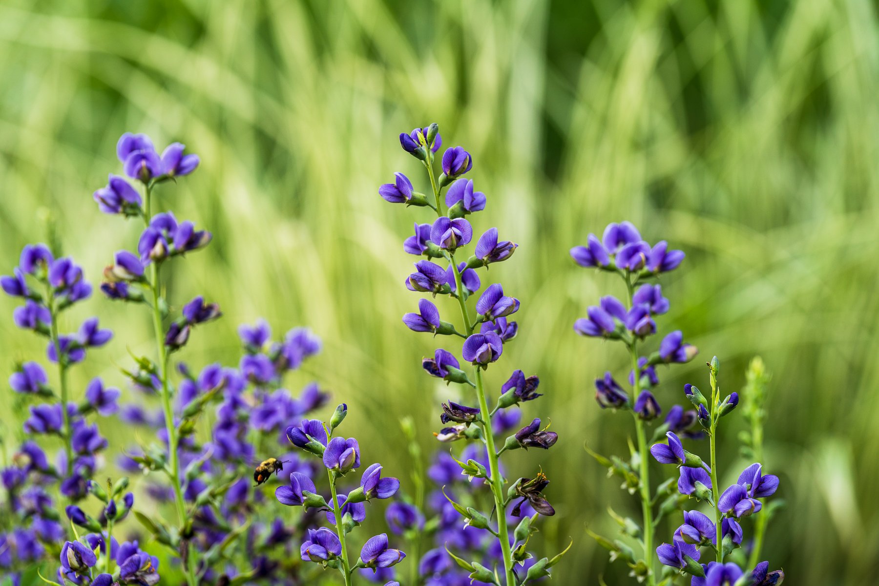 commercial landscape planting bed perennial 2