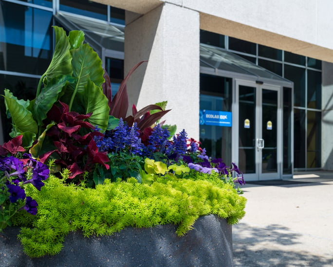 annual flowers near entrance to commercial building