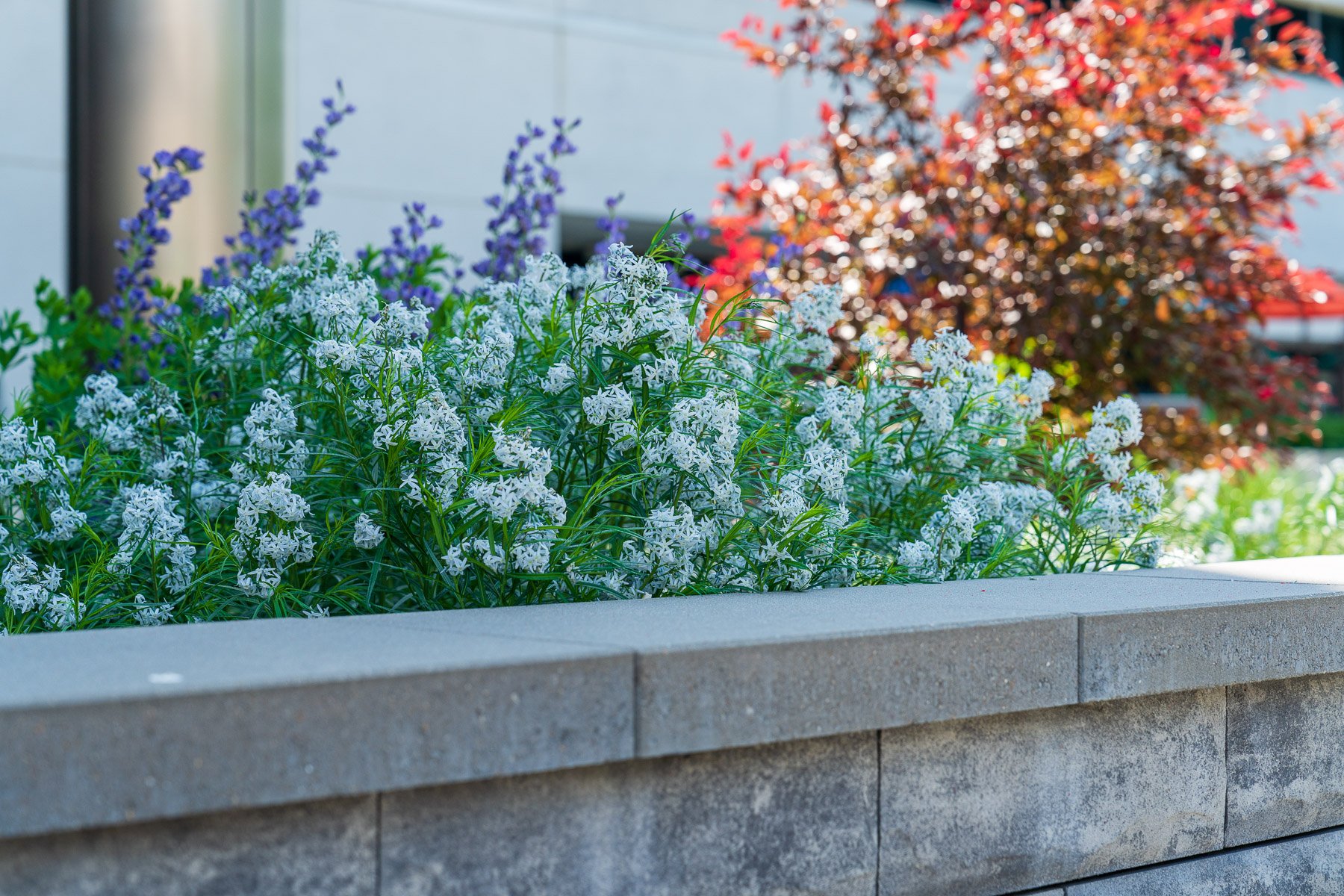 commercial landscape raised planter annuals