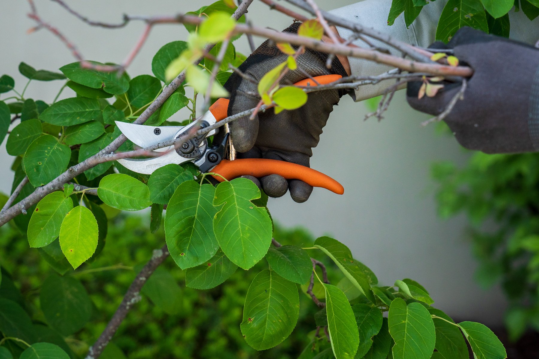 commercial landscape technician pruning 2