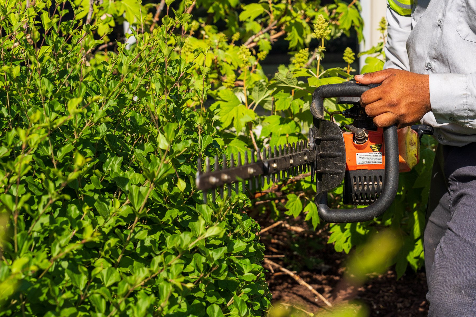 commercial maintenance technician shearing and pruning